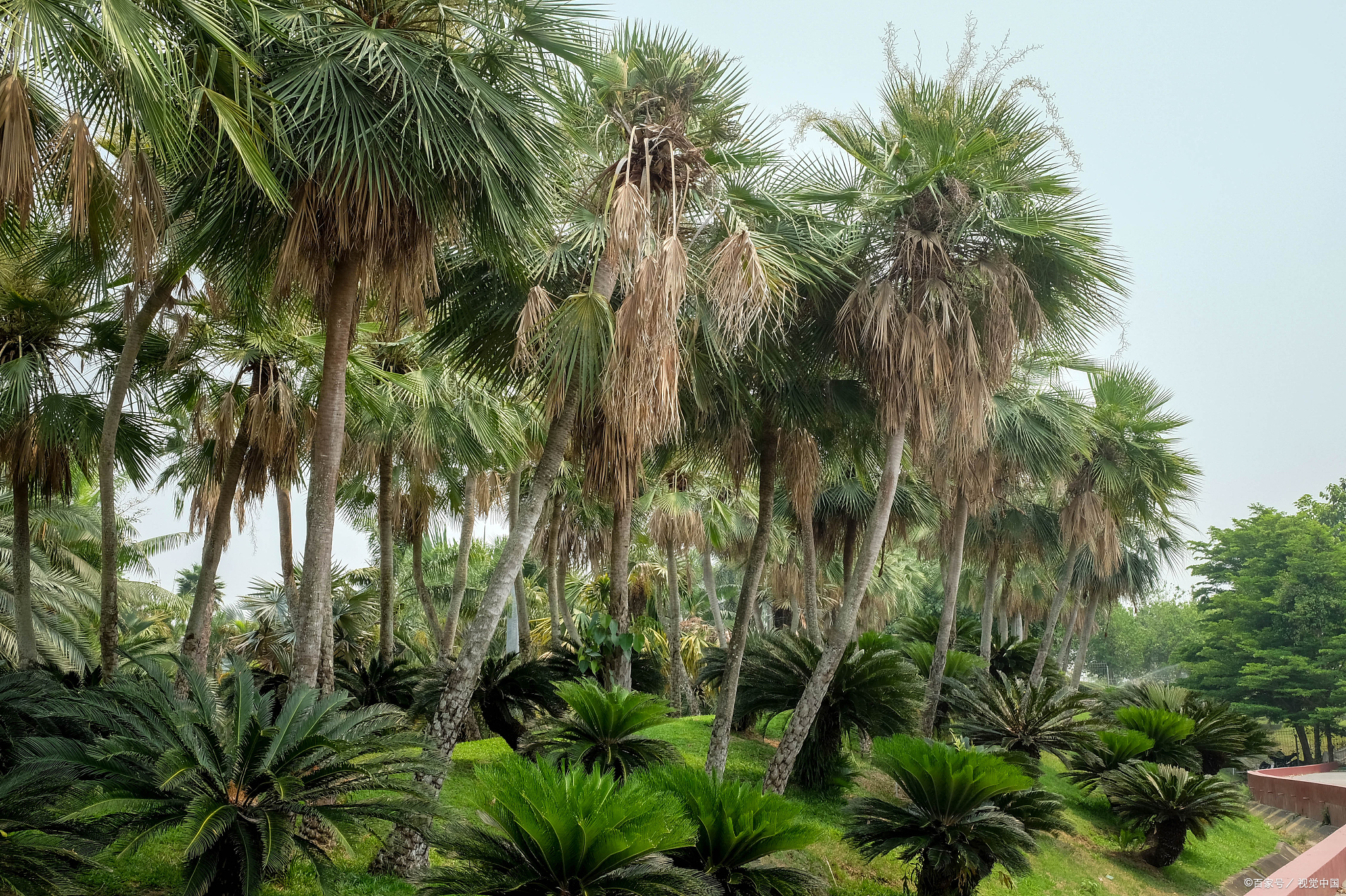 三亚南天植物园图片