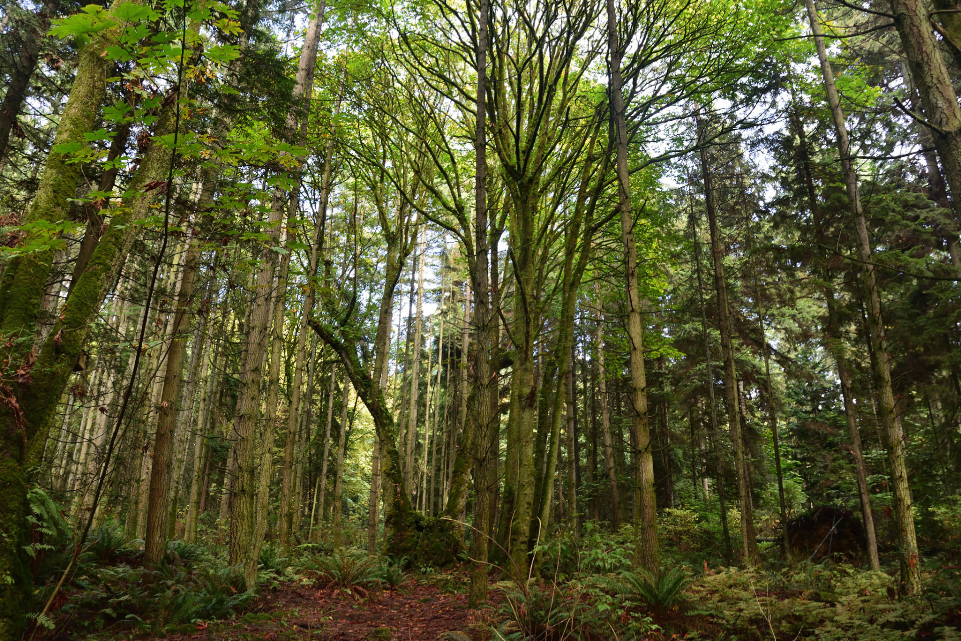 混交林是两个或两个以上的树种组成的林分,并且其中任何一个树种的