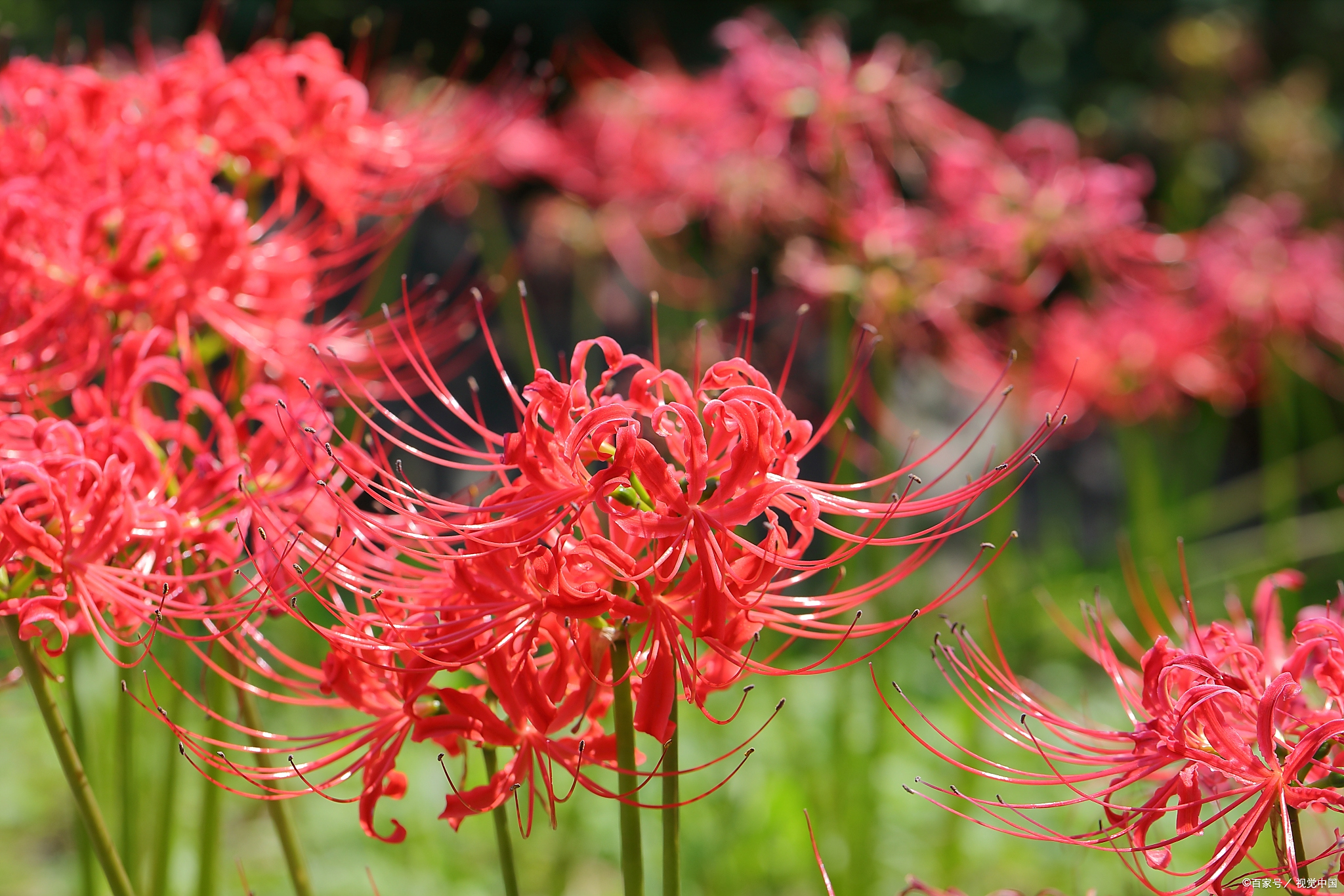 一种死亡之花,彼岸花的种植方法