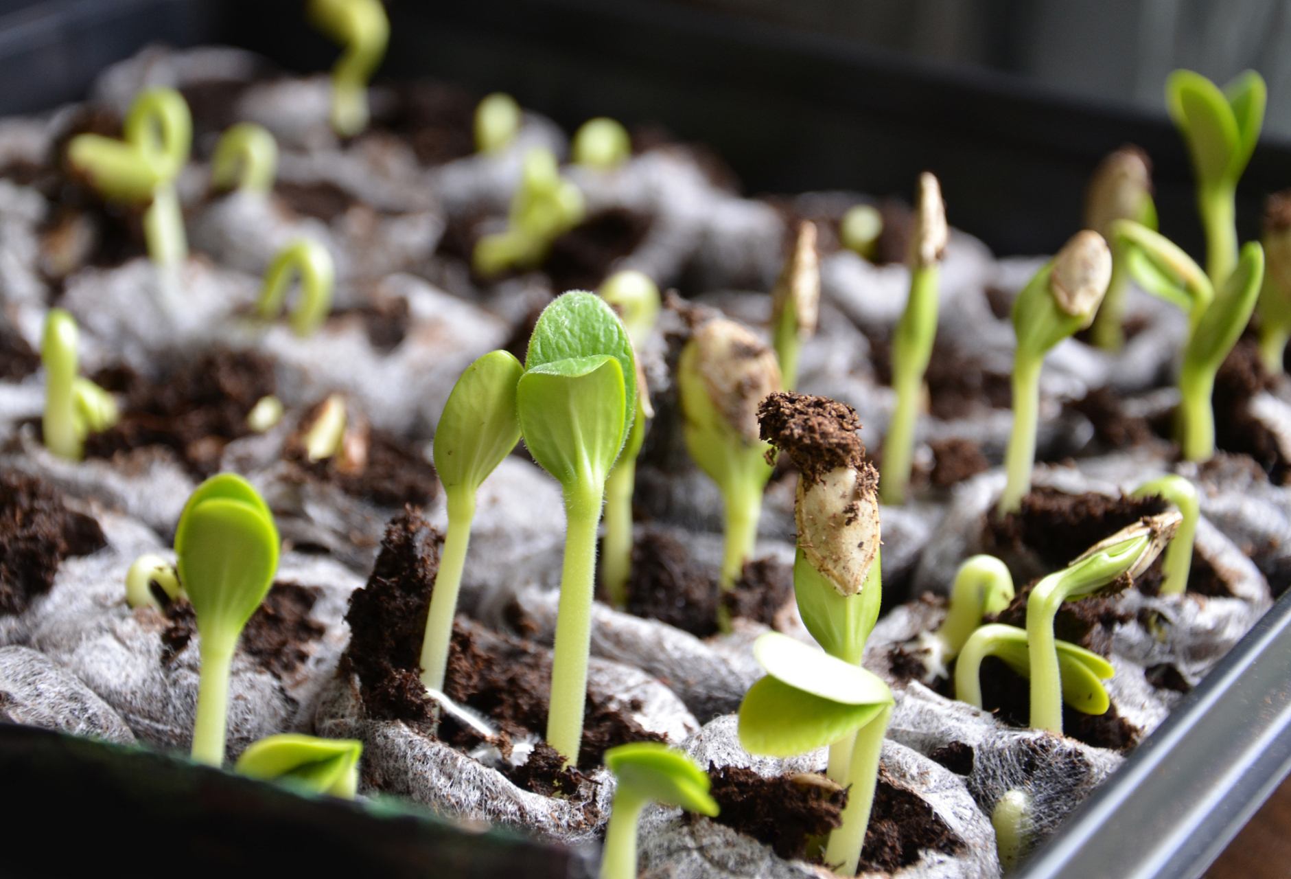 未来可探索新药剂和技术,优化种植管理,实现可持续农业发展