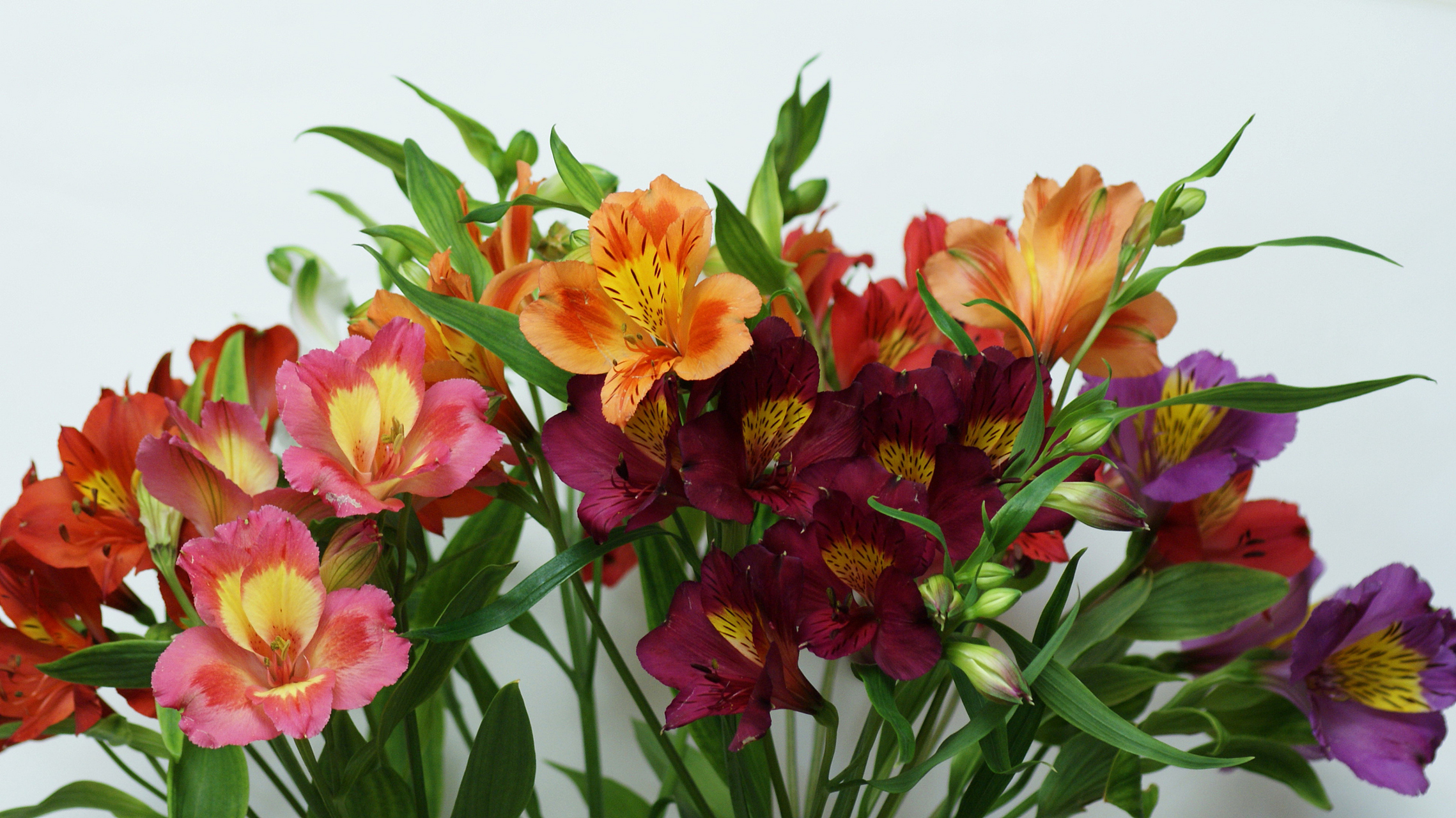 六出花,又称智利百合,秘鲁百合,水仙百合等,是一种美丽而多彩的多年生