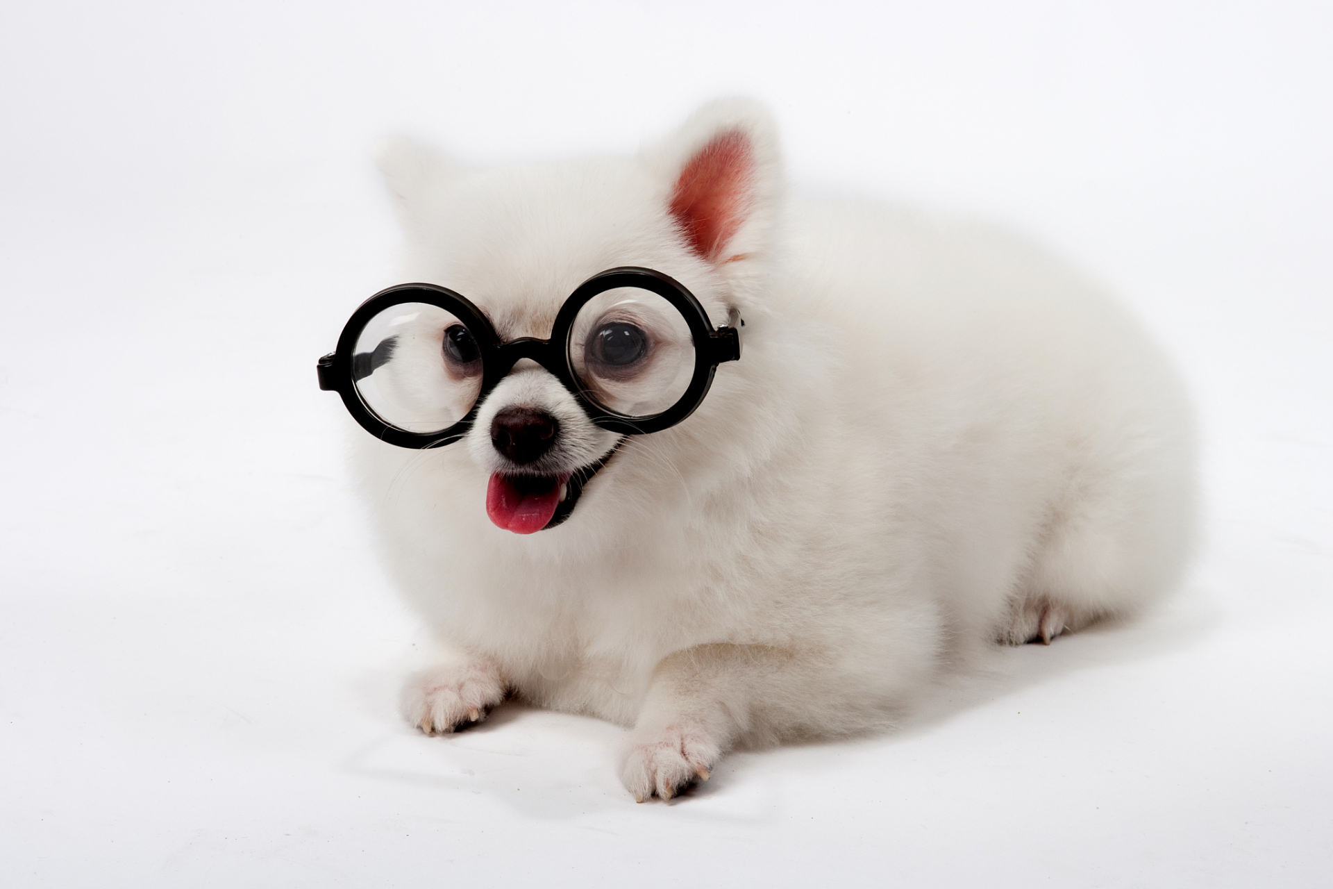 谁怕谁?来比一比##搞笑萌宠