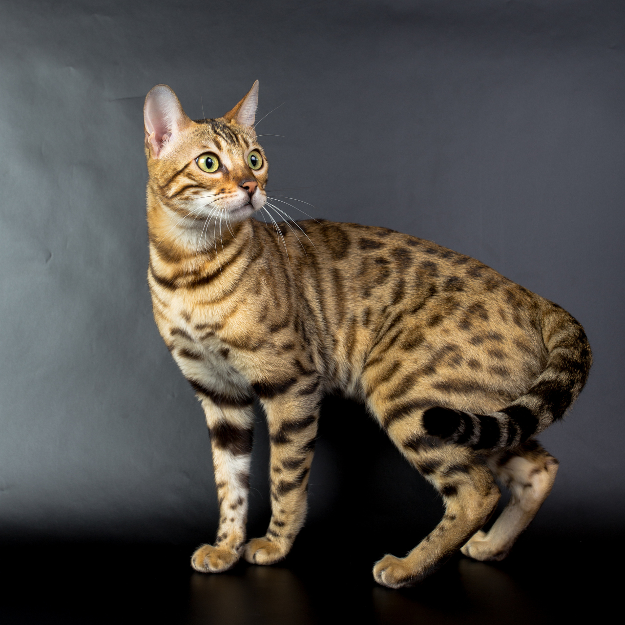 虎斑猫,是一种身披条纹和斑点的猫科动物.