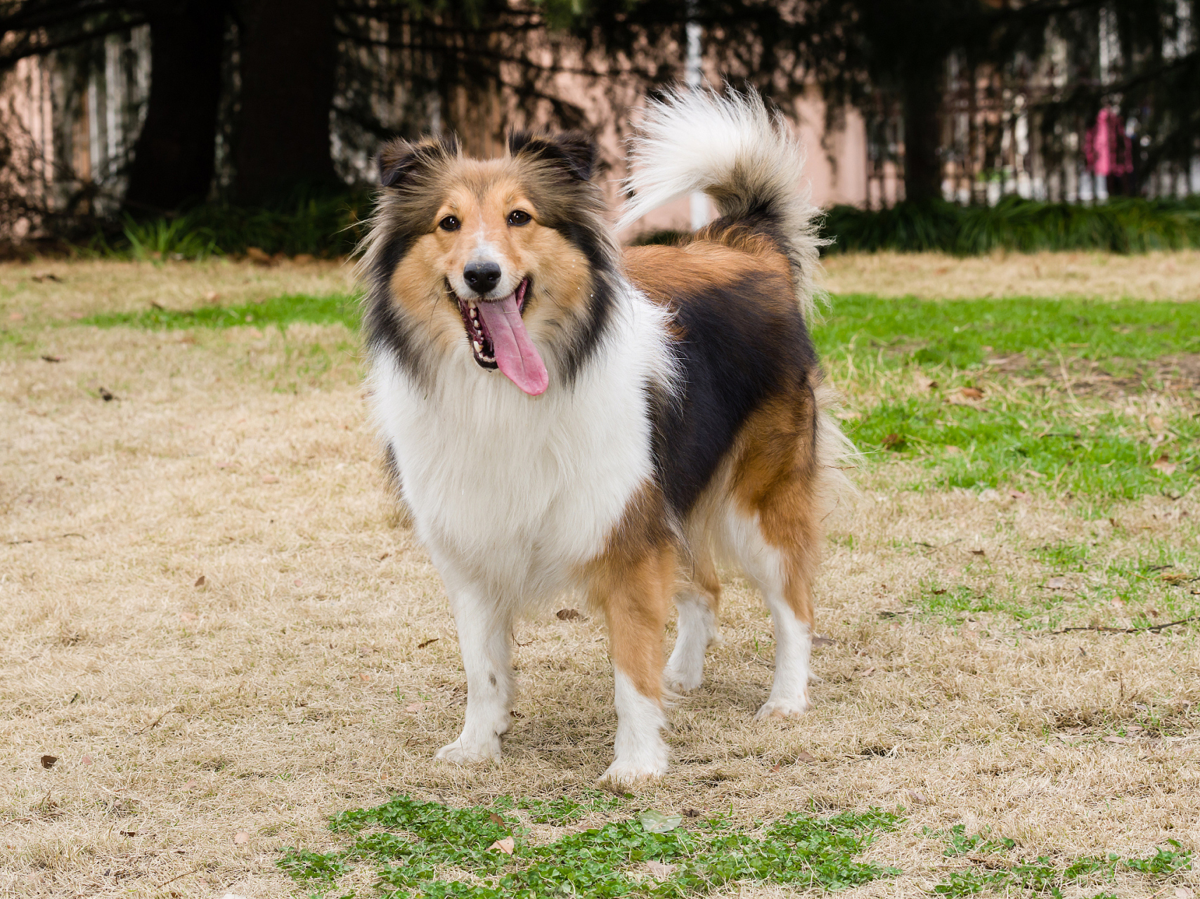 短毛苏格兰牧羊犬图片