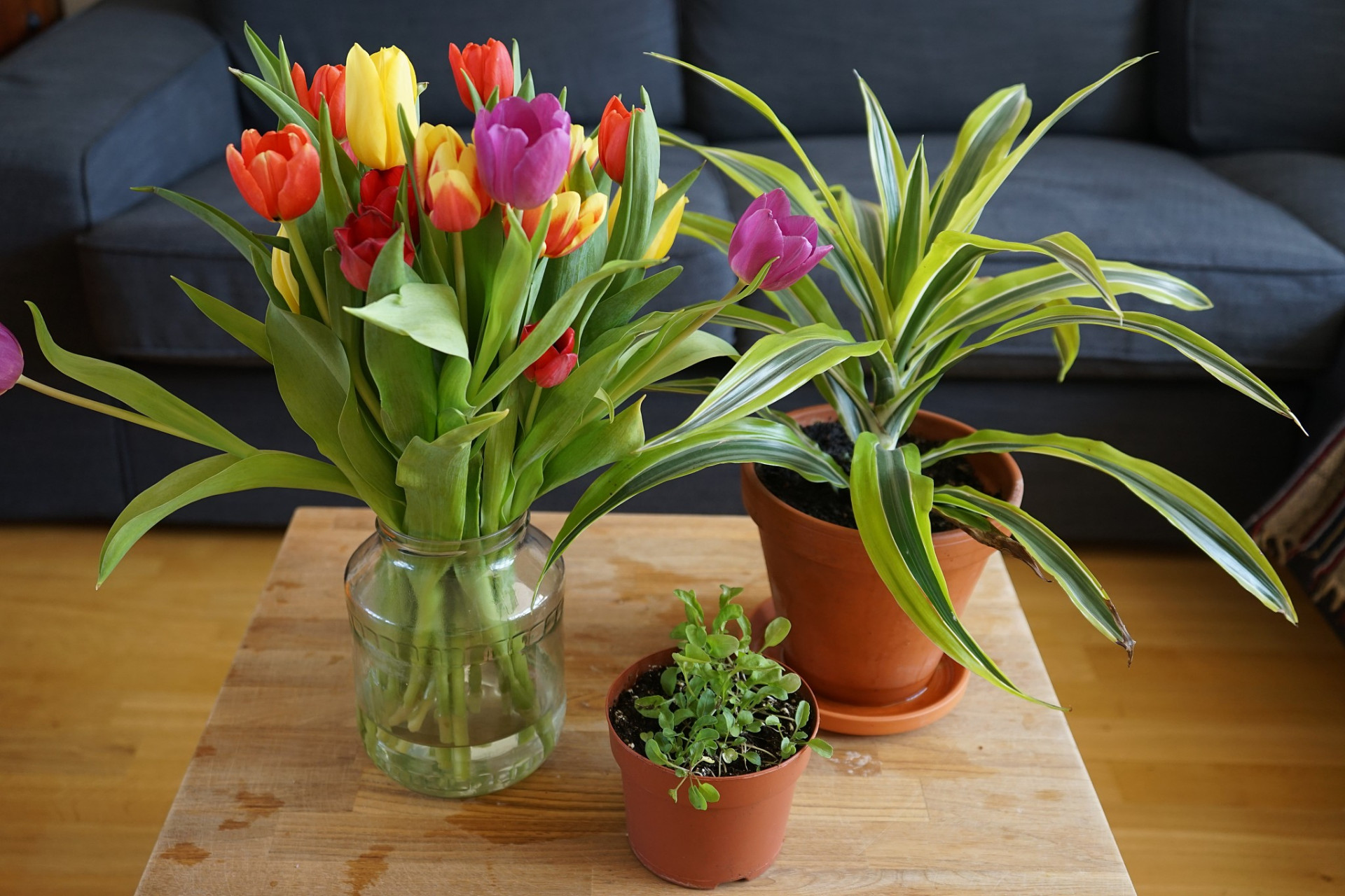 照顾室内盆栽花卉需要以下注意事项:  1.