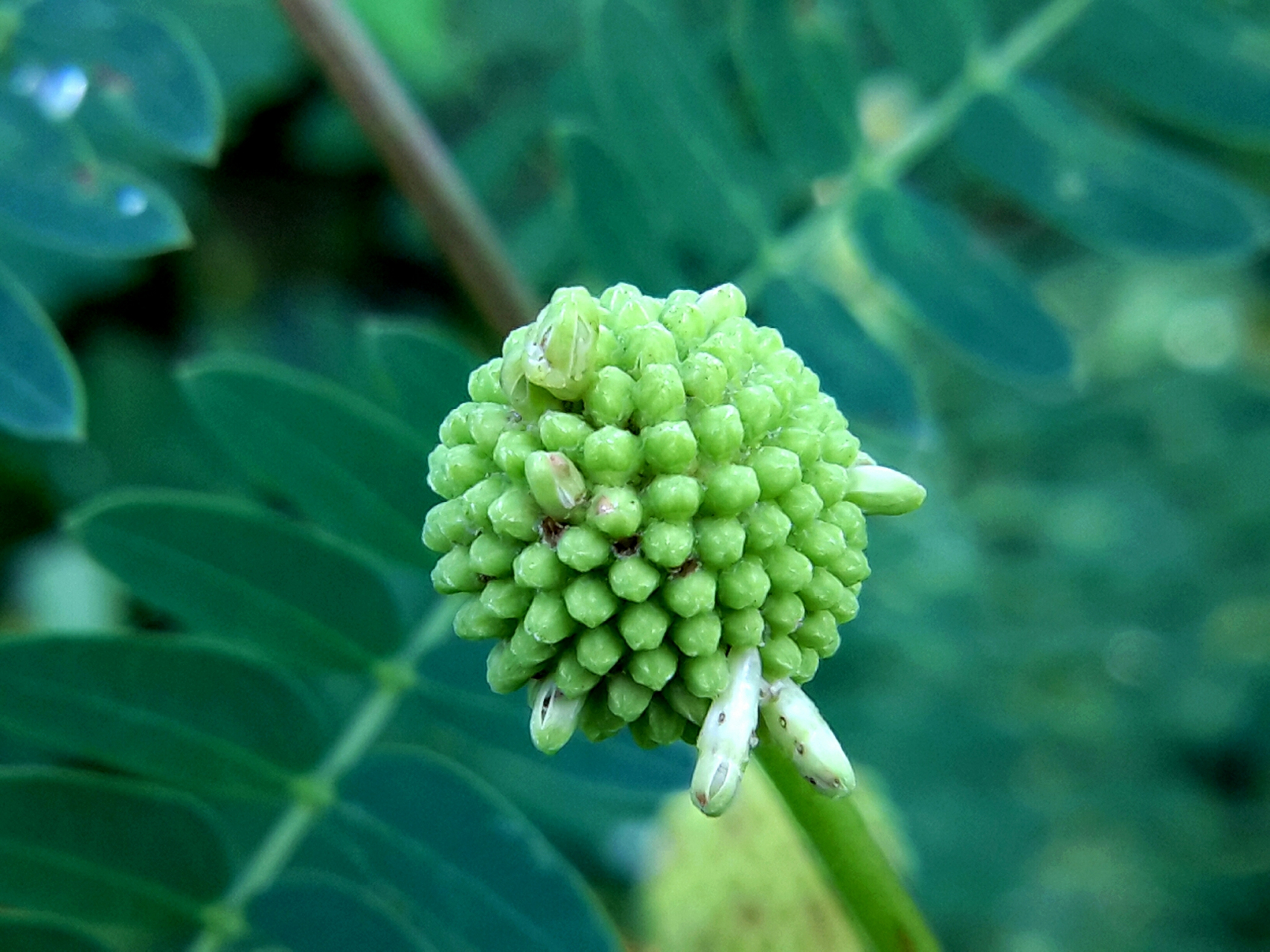 绿萝花图片功效和作用图片