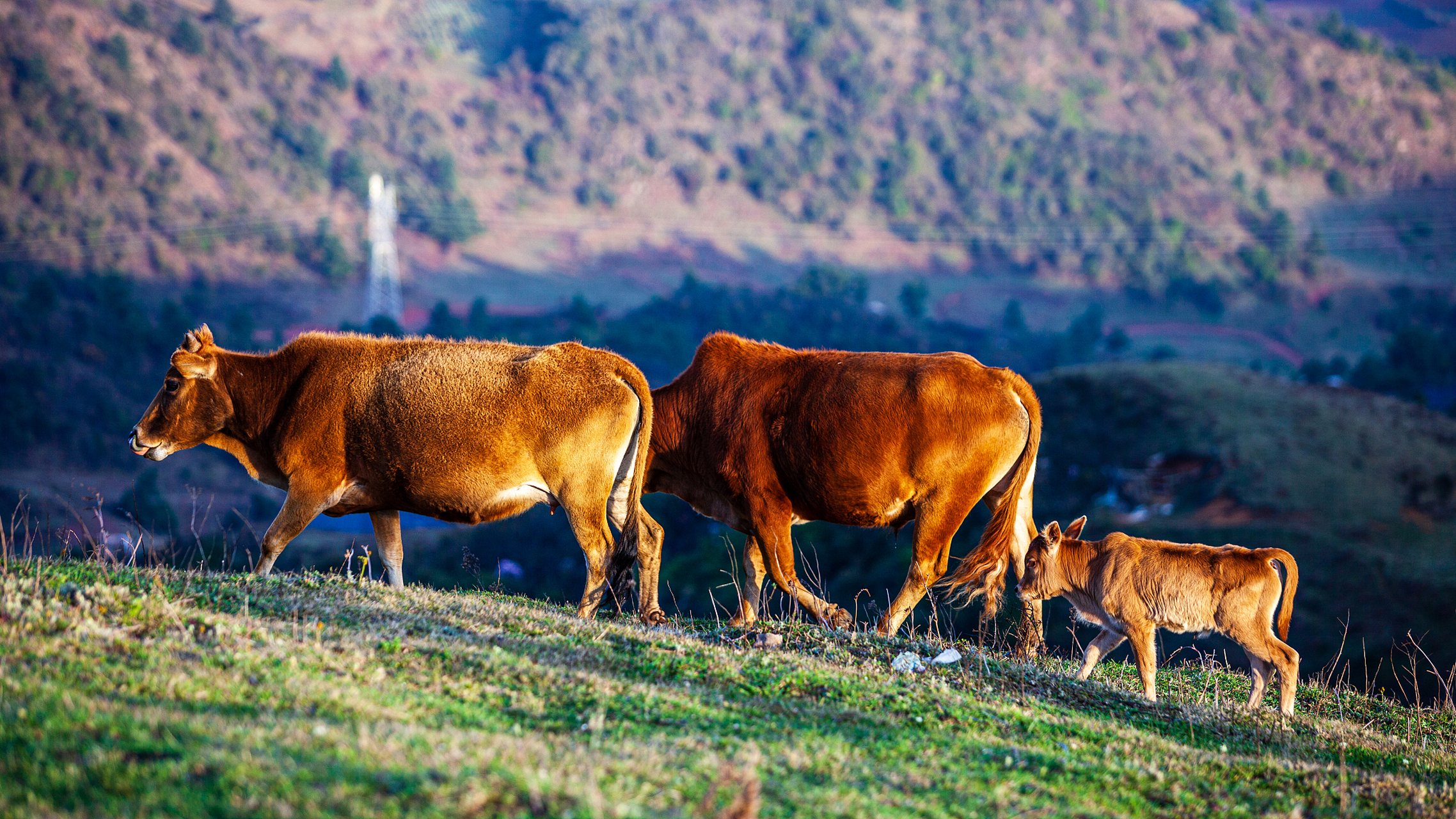 为什么"黄牛"无法消亡?