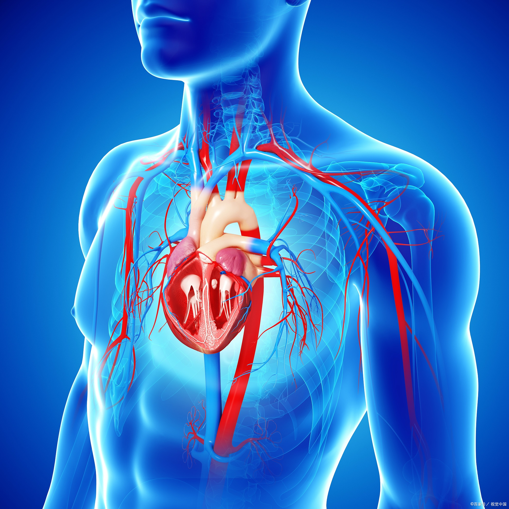 为什么心脏会永不疲倦地跳动?