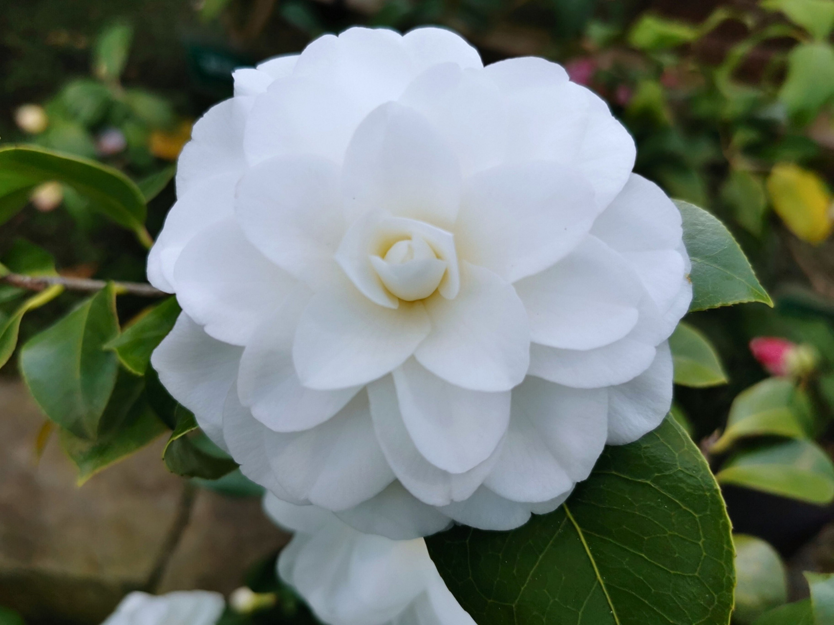 遵循这些要点,茶花就能开出