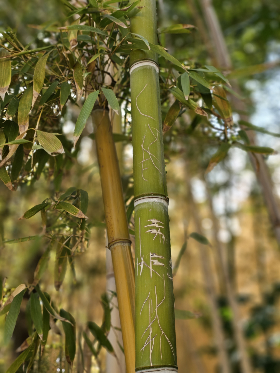 —竹林深处的诗意生活 亲爱的朋友们,你们可曾想