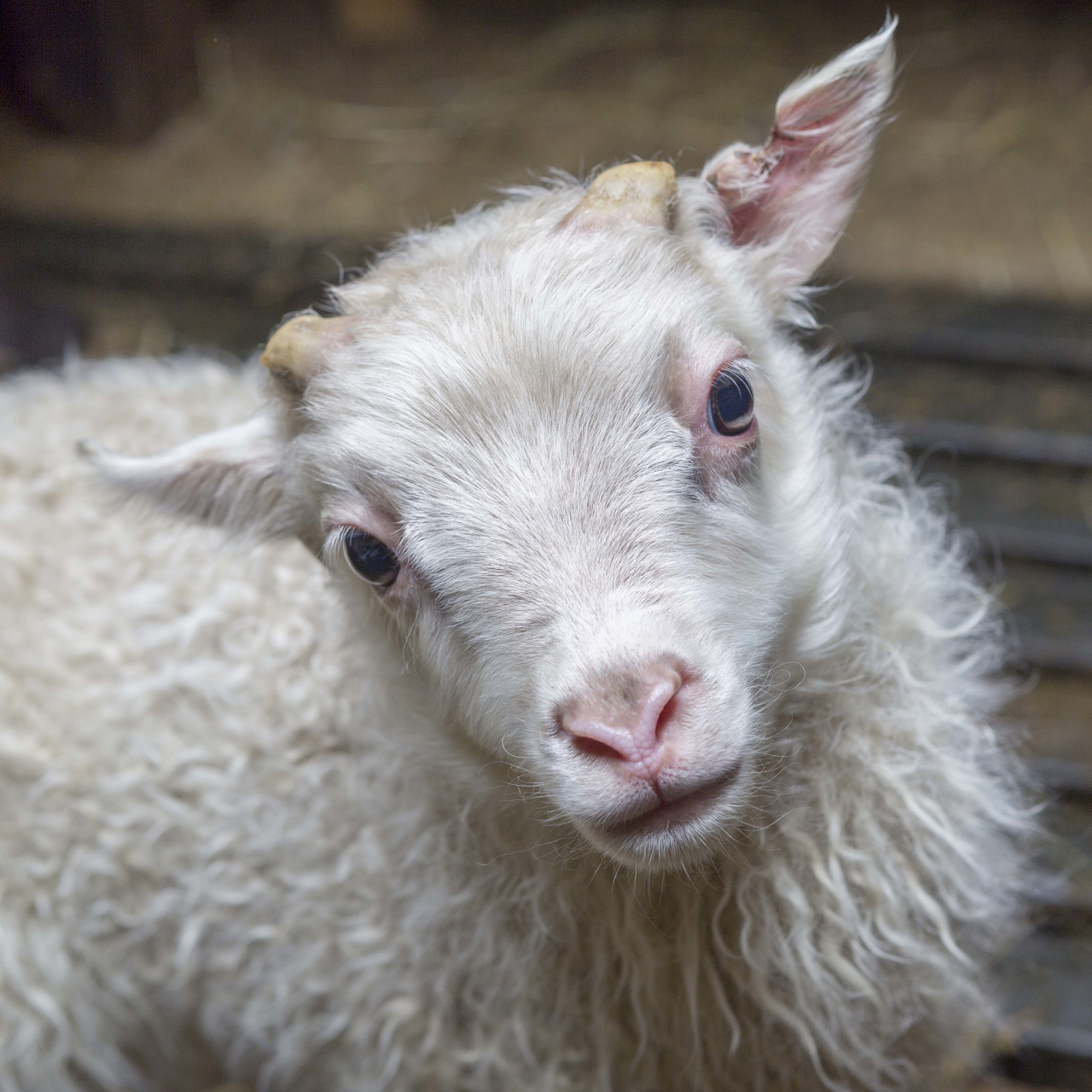 羊的瞳孔:草原上的"长方形"之谜 9198  羊的瞳孔居然是长方形的!