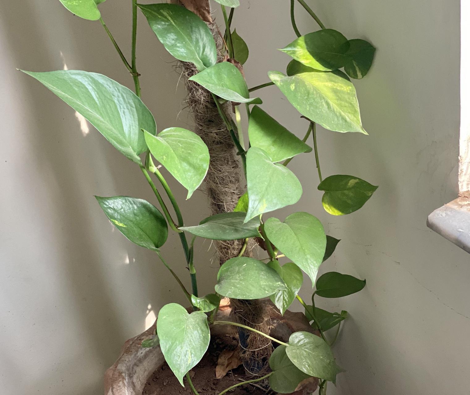 [原文:金刚藤之美:神奇攀援植物.