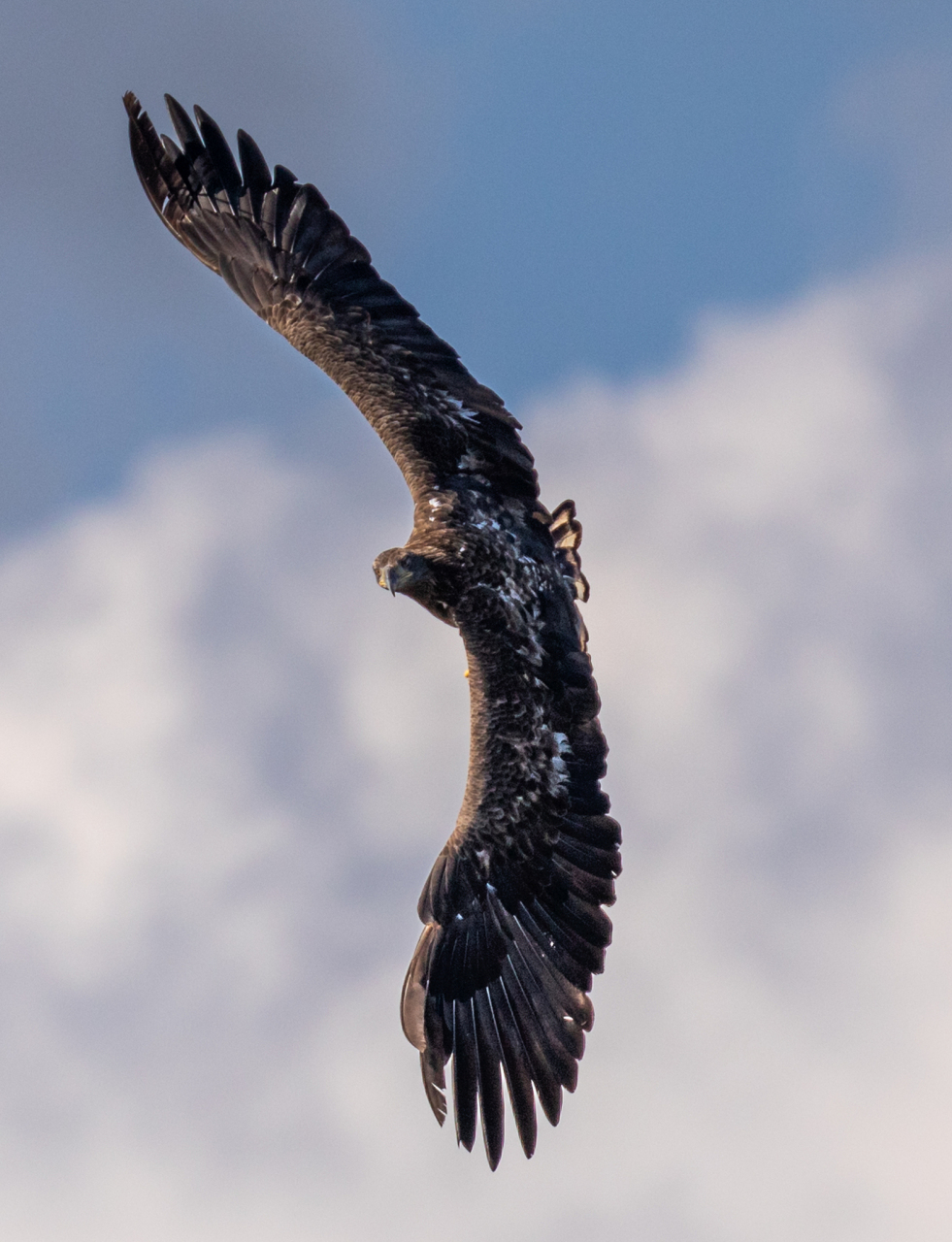 白头海雕,美国国宝,壮丽生物,展现美国精神文化.