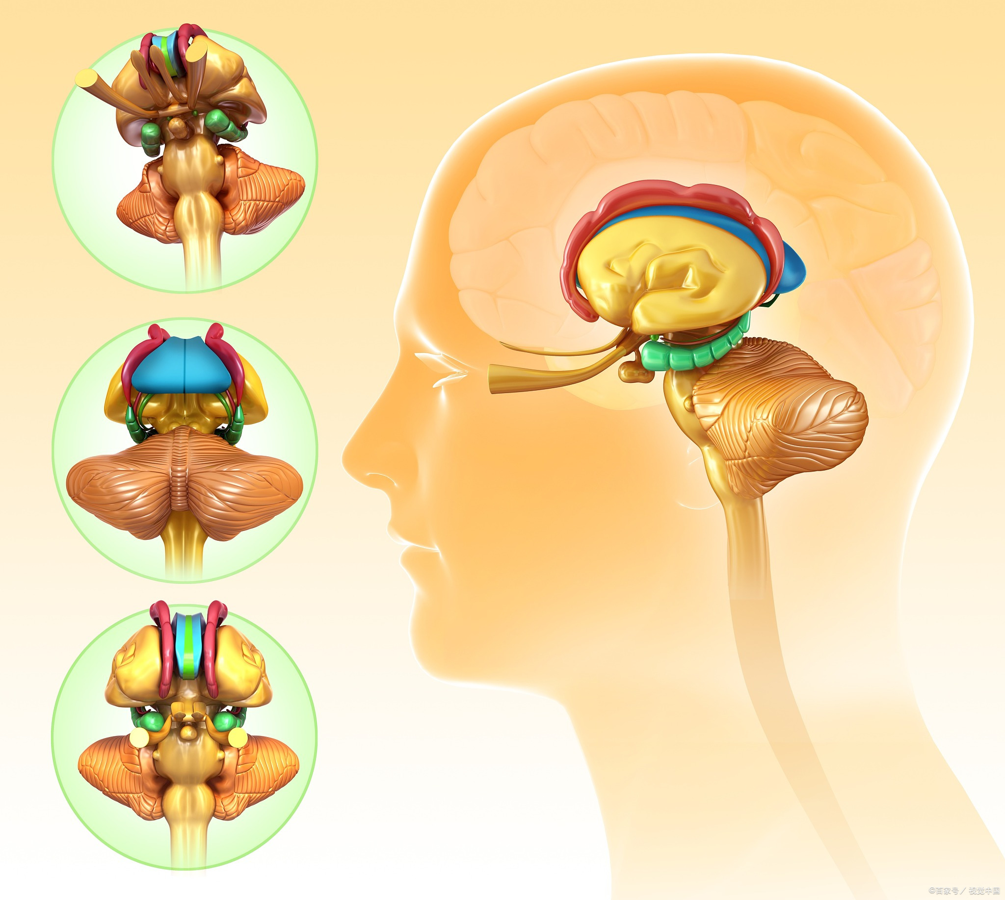 垂体瘤会影响性功能吗 垂体瘤有可能会影响性功能,因为垂体可分泌调节