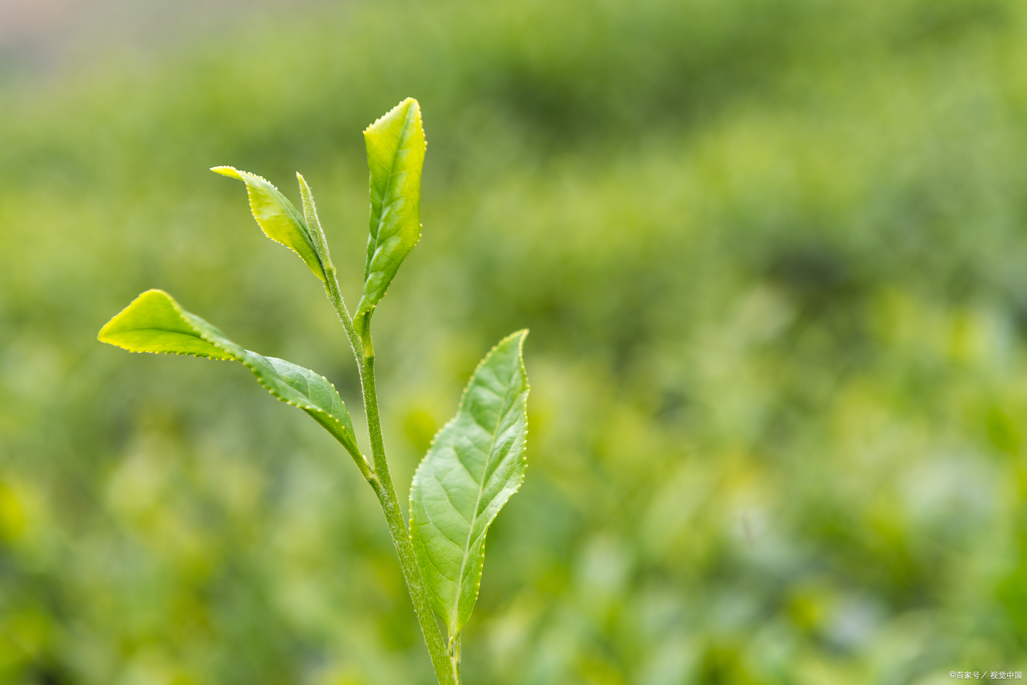 大多数的茶叶有农药残留喝的是茶还是脏水这几种茶不建议喝