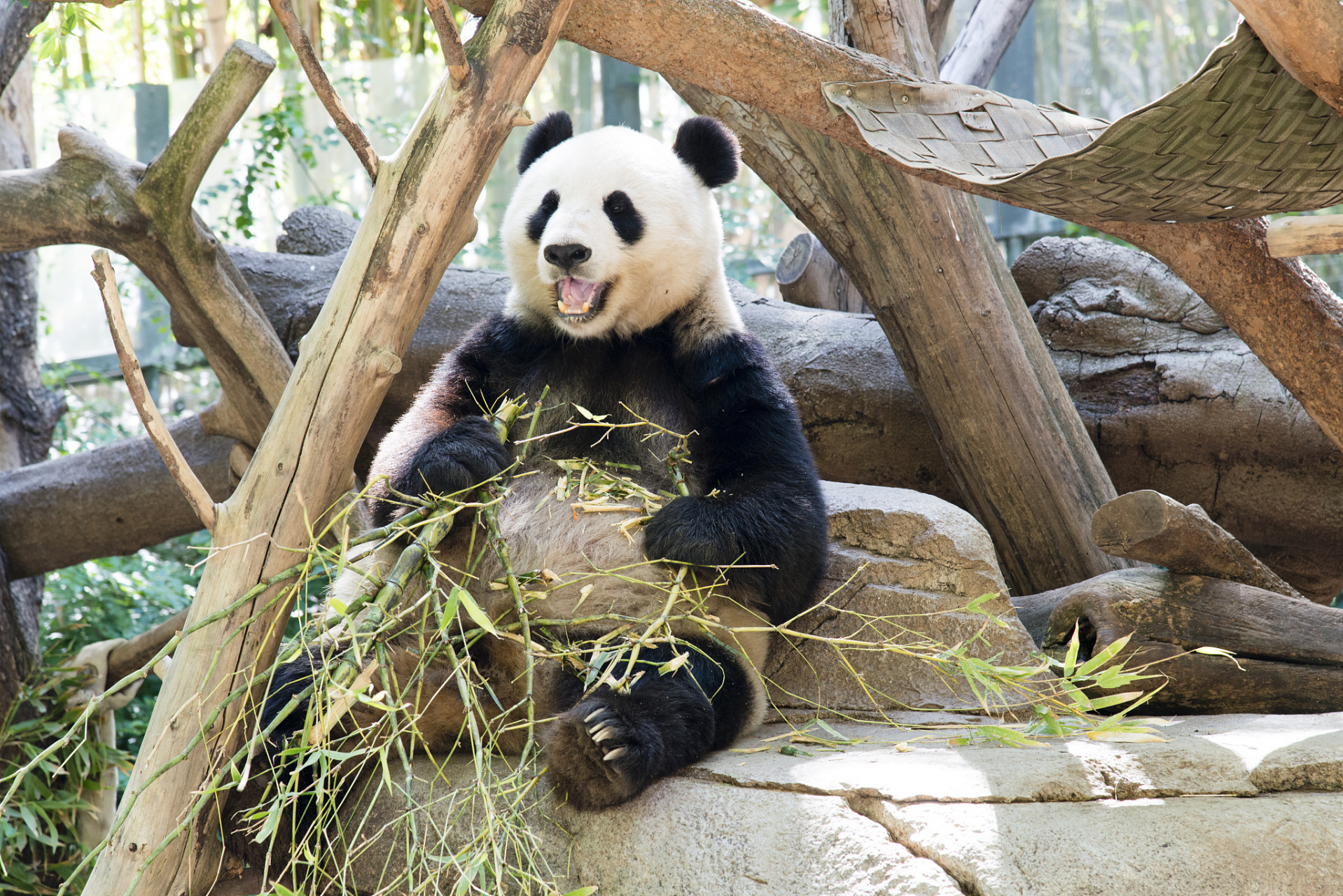 ai亚来杭州# 说起杭州动物园的大熊猫馆,真是让人好奇呢.