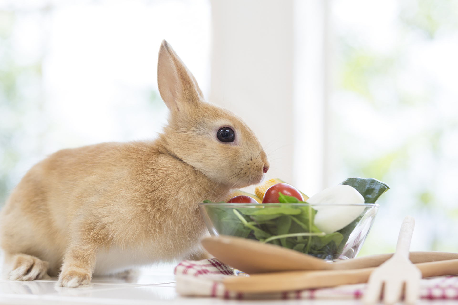 笔记创作营#兔子吃玉米的注意事项 兔子可以适当地吃些玉米,但在给