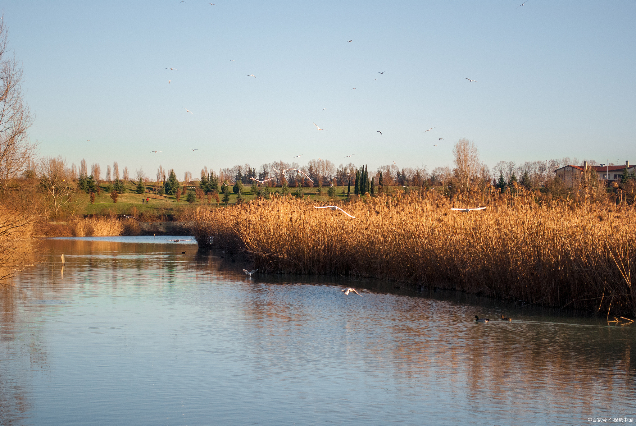 淮安古淮河,秋季湿地观鸟,自然生态乐园!