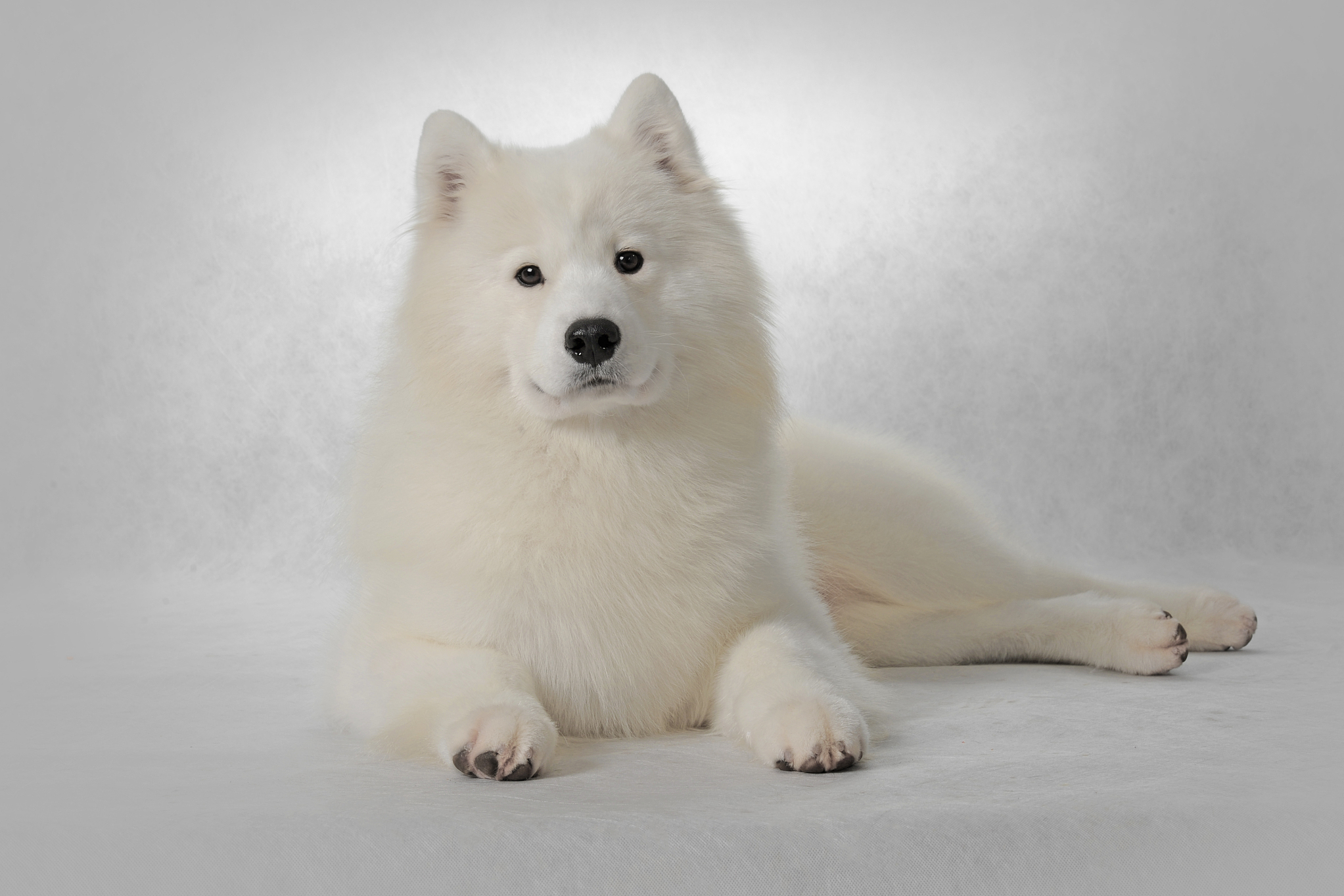 在合理护理和关爱下,萨摩耶的寿命可以达到10到1