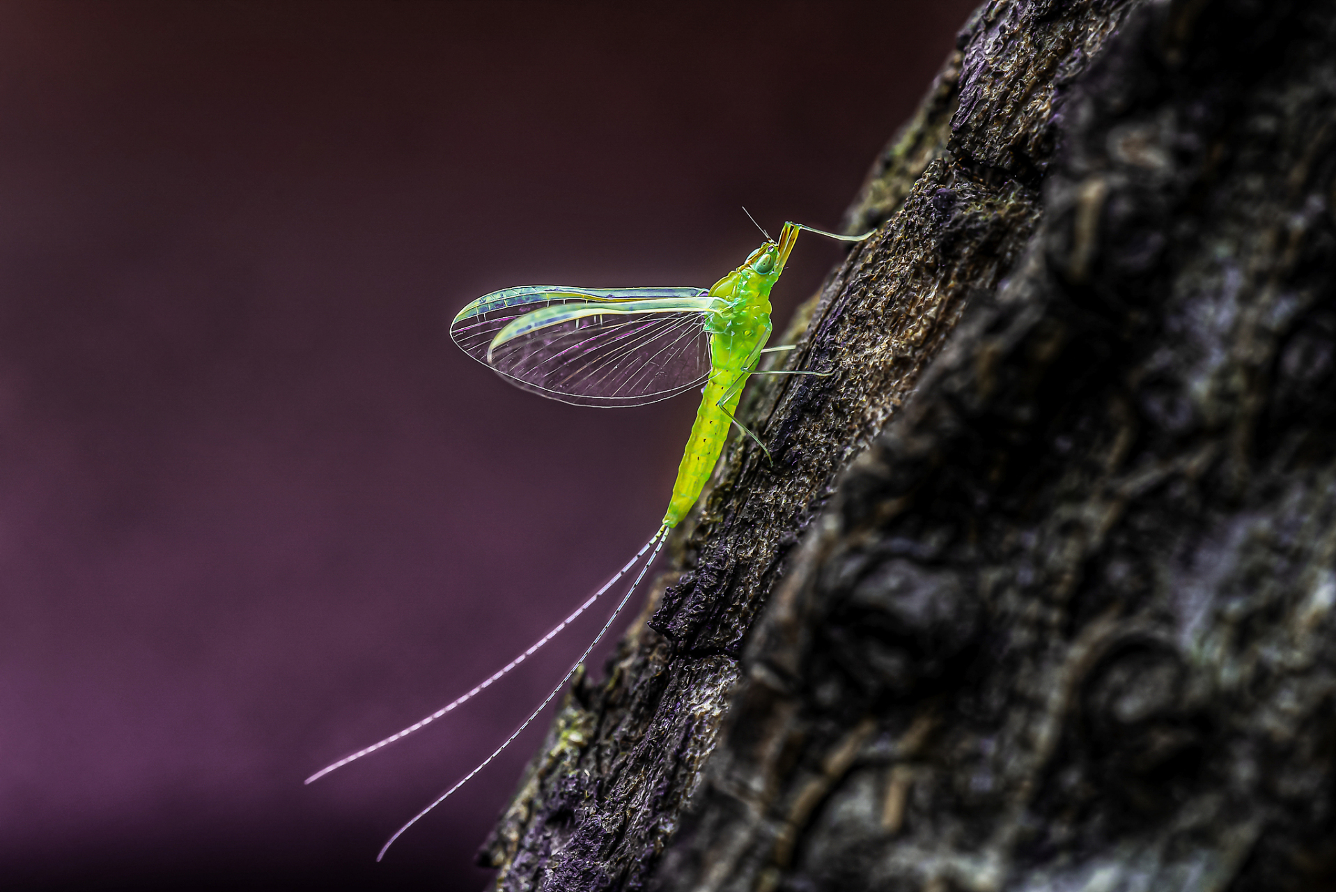 蜉蝣"朝生暮死",昙花一现的特性,从古自今,常常引发文人雅士无线感慨