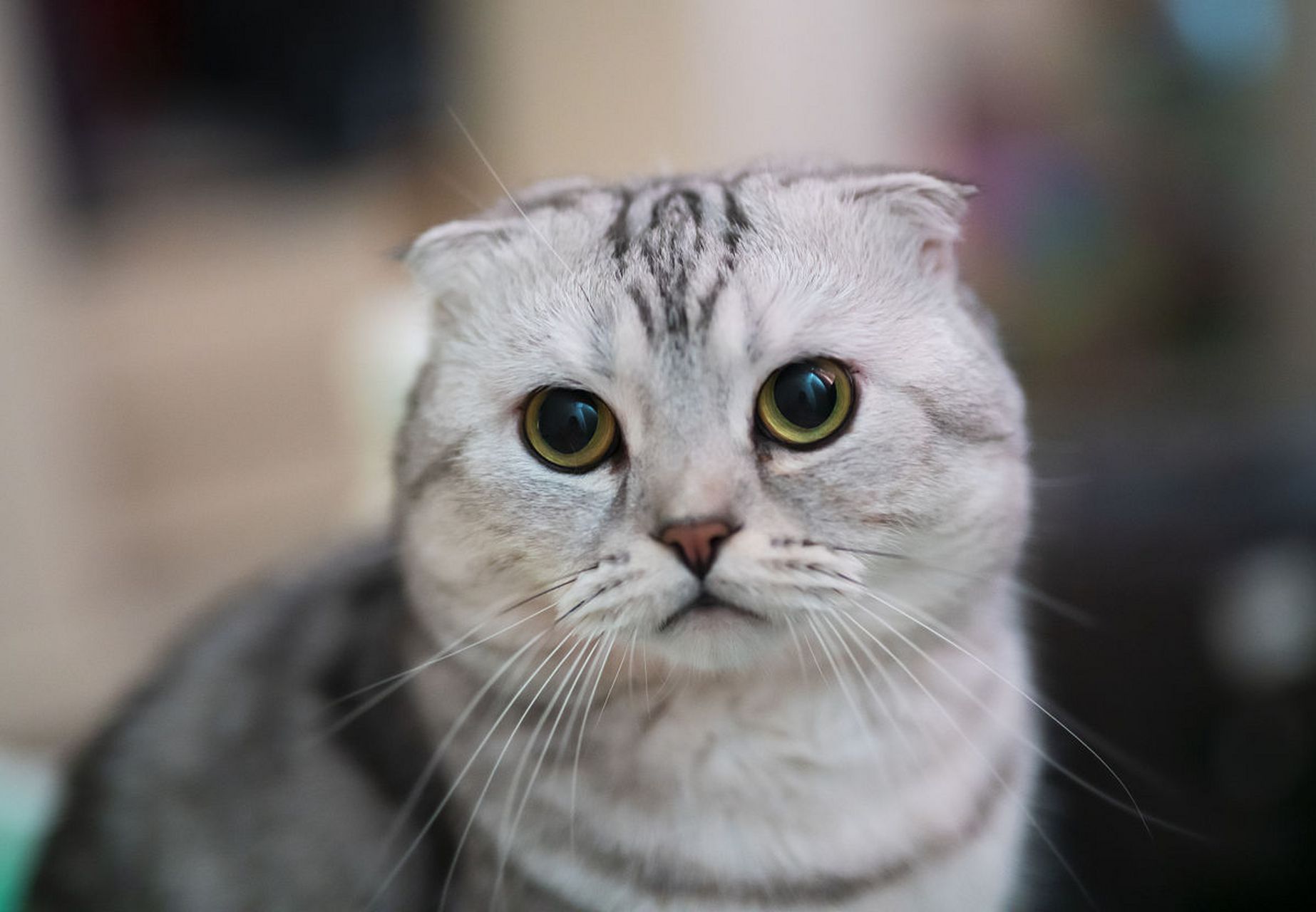 苏格兰折耳猫是一种受欢迎的猫咪品种,其独特的外貌和友好的性格使