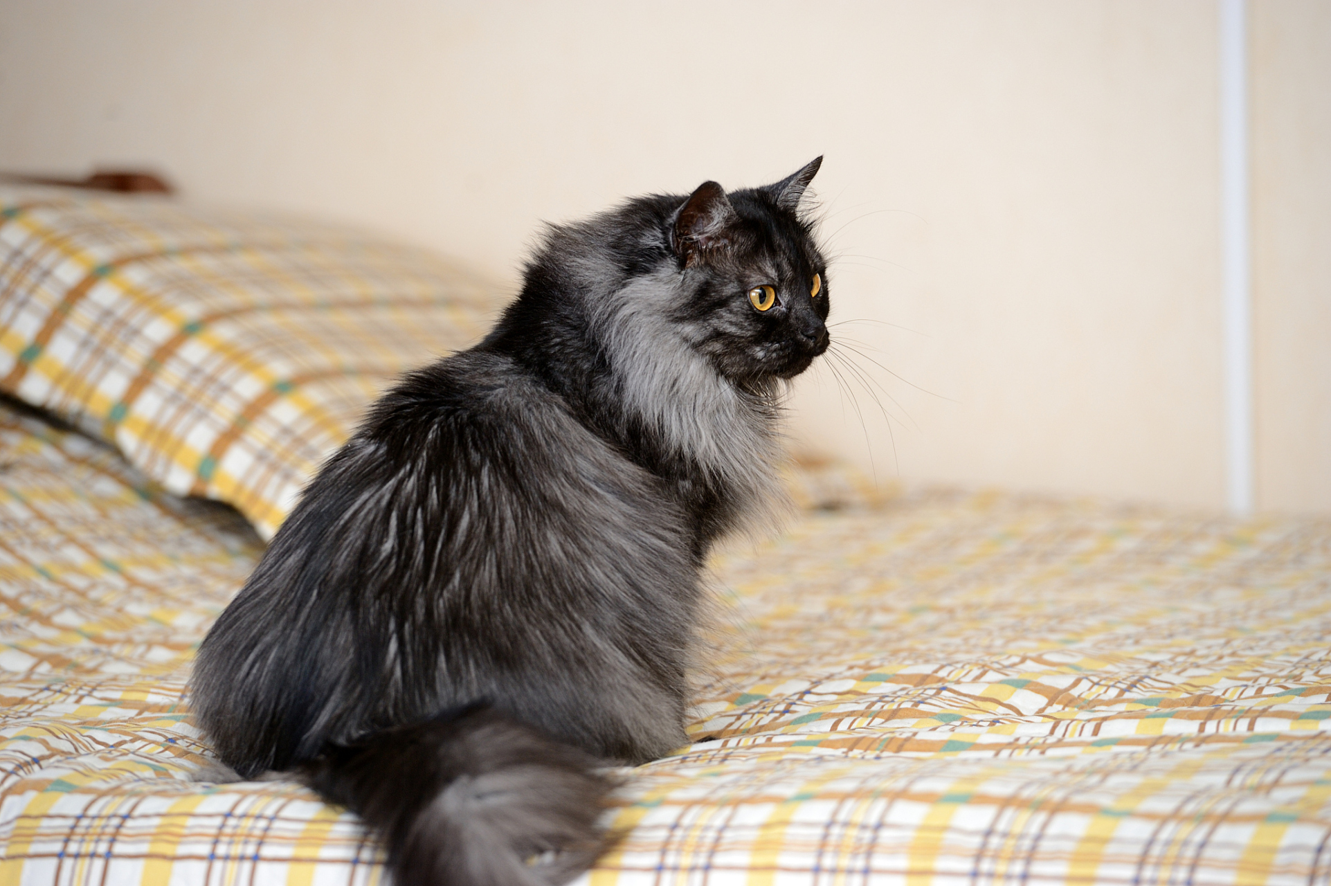 一起来探索这个充满魅力的符号吧～[原文:那兔汉斯猫是哪个国家]