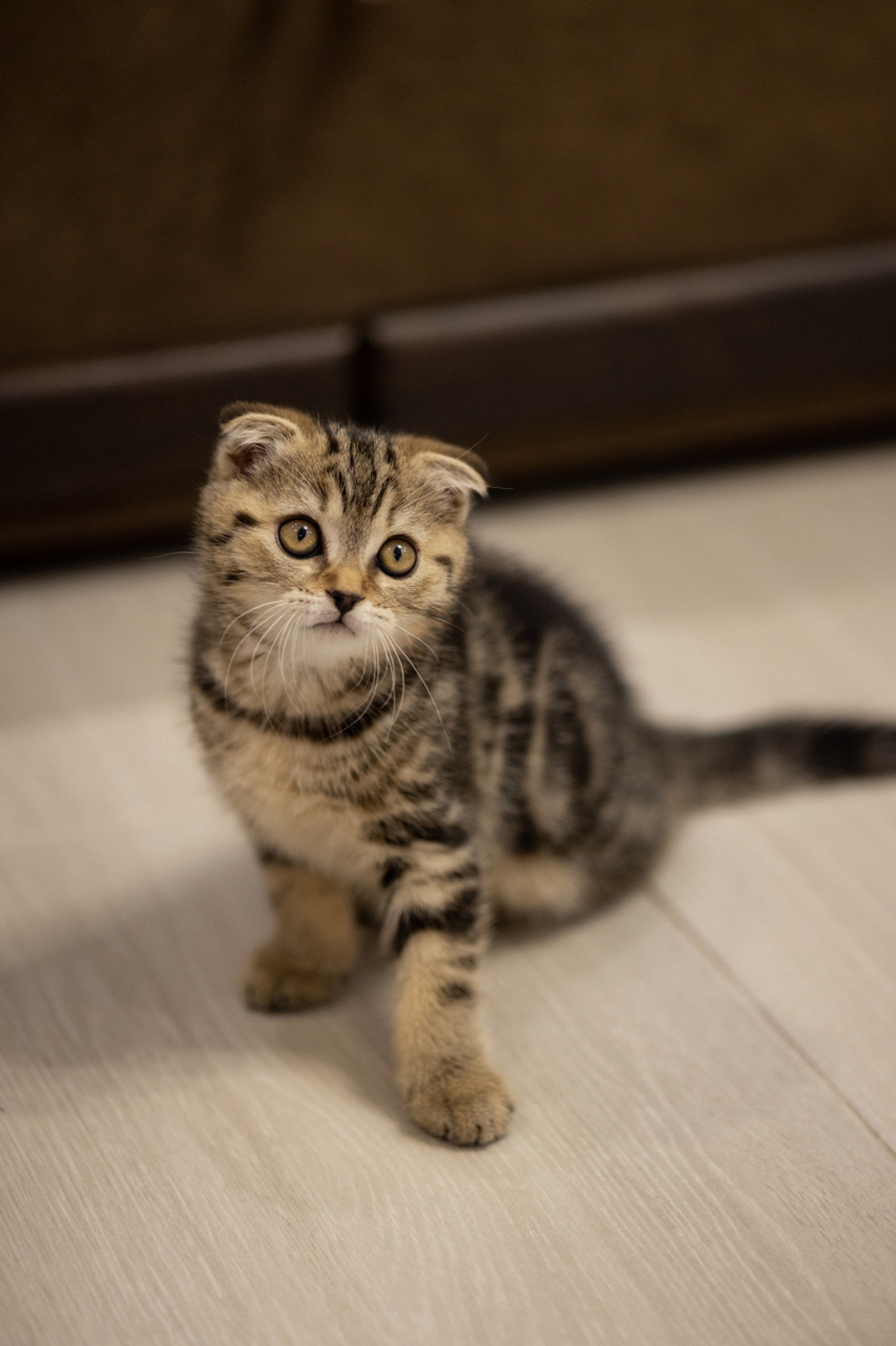 苏格兰折耳猫是一种可爱且独特的猫品种,其最显著的特征是耳朵朝下