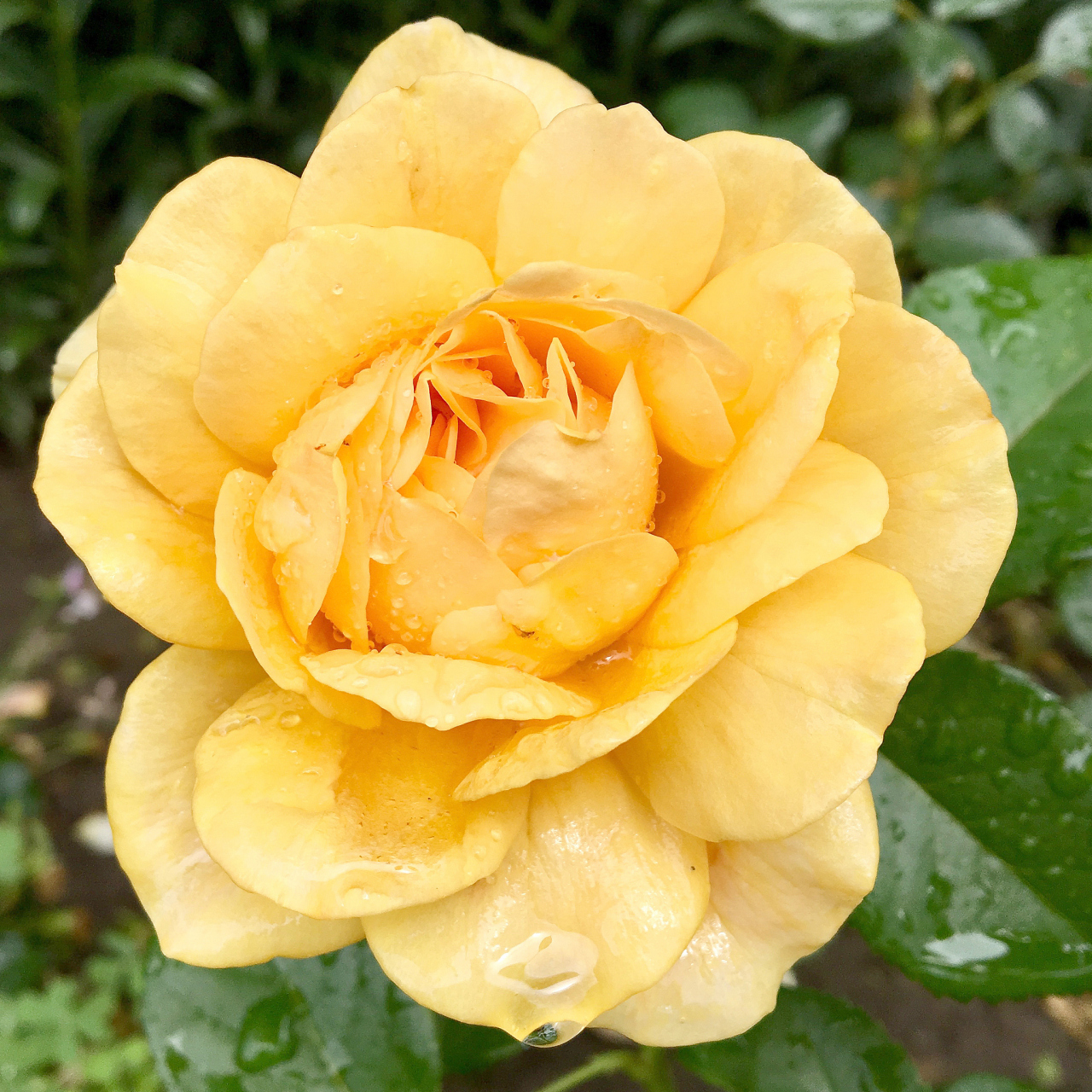 金花茶被称为"茶族皇后" 长久以来