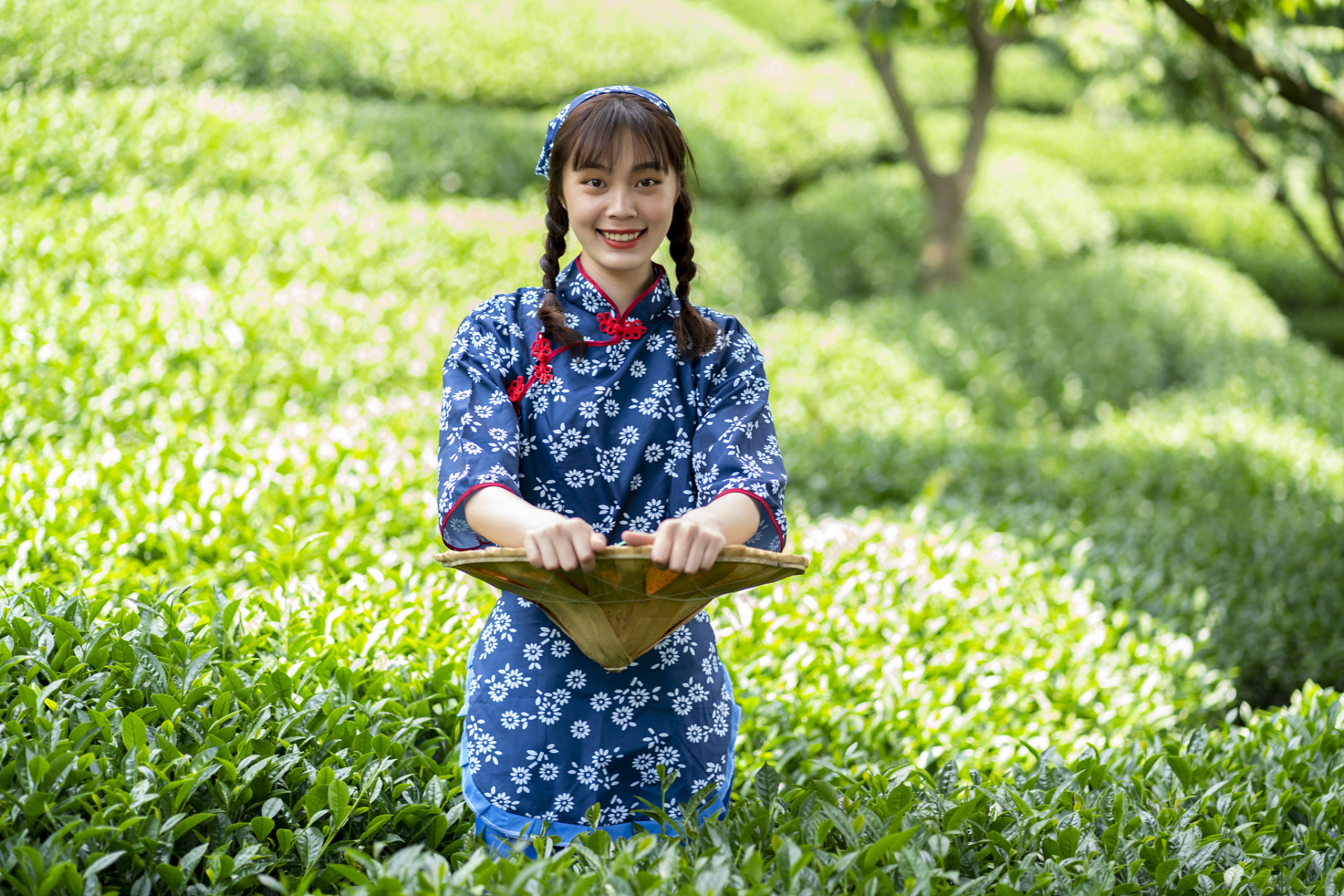 绿茶采取茶树的新叶或芽,未经发酵,经杀青,整形,烘干等工艺而制作的