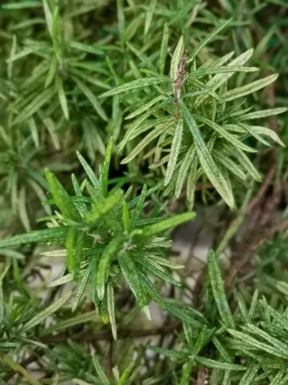 猪殃殃草的作用与功效  猪殃殃草是生活当中常见的一个植物,但是也是