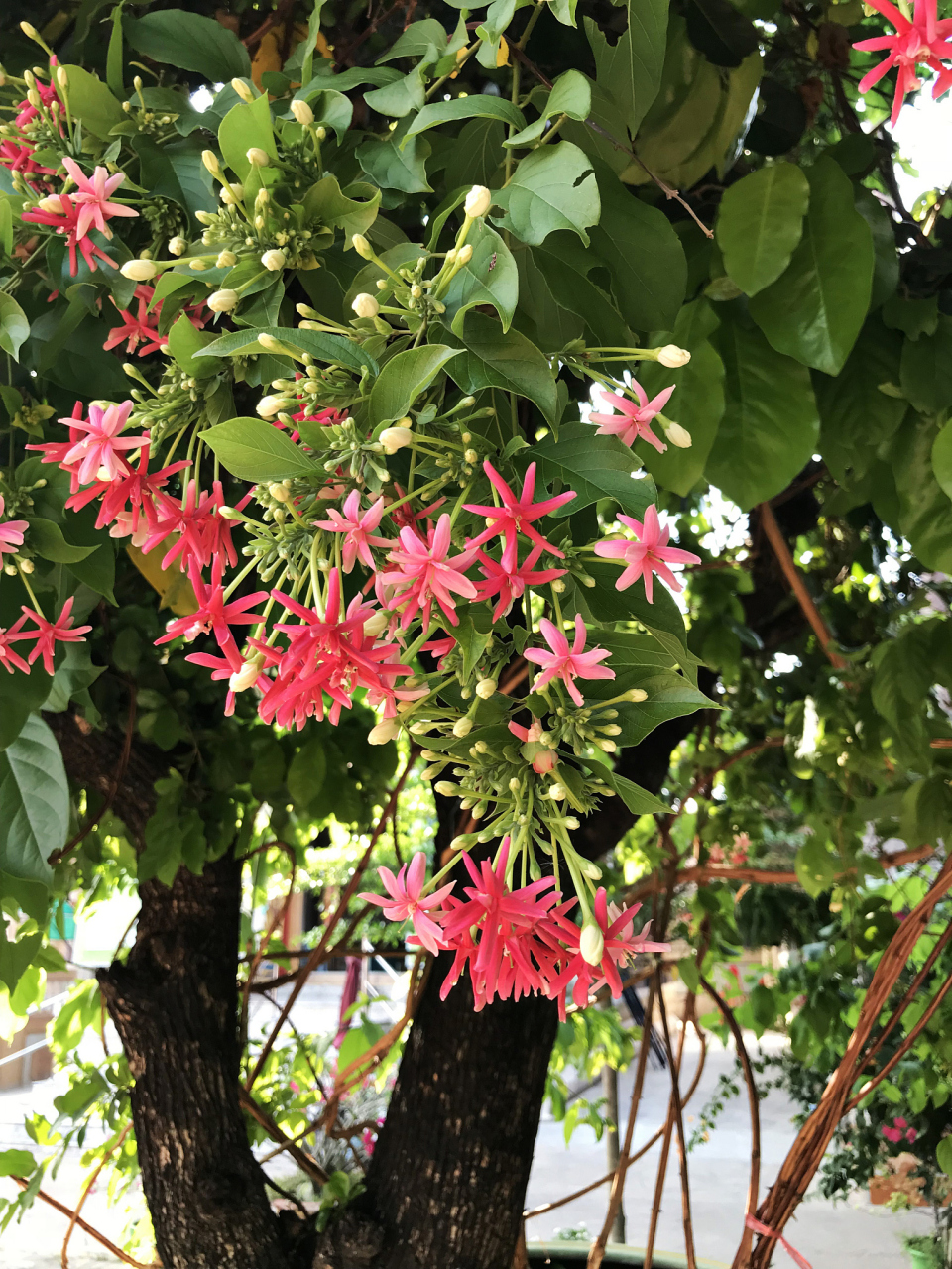 以下是鸭爪木花的扦插繁殖方法: #百度ai启航计划#  1.