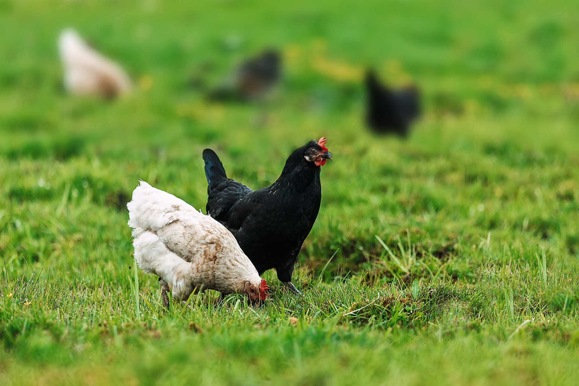 22元/斤   2023年07月20日最新价格行情 五黑鸡 福建泉州市德化县16.