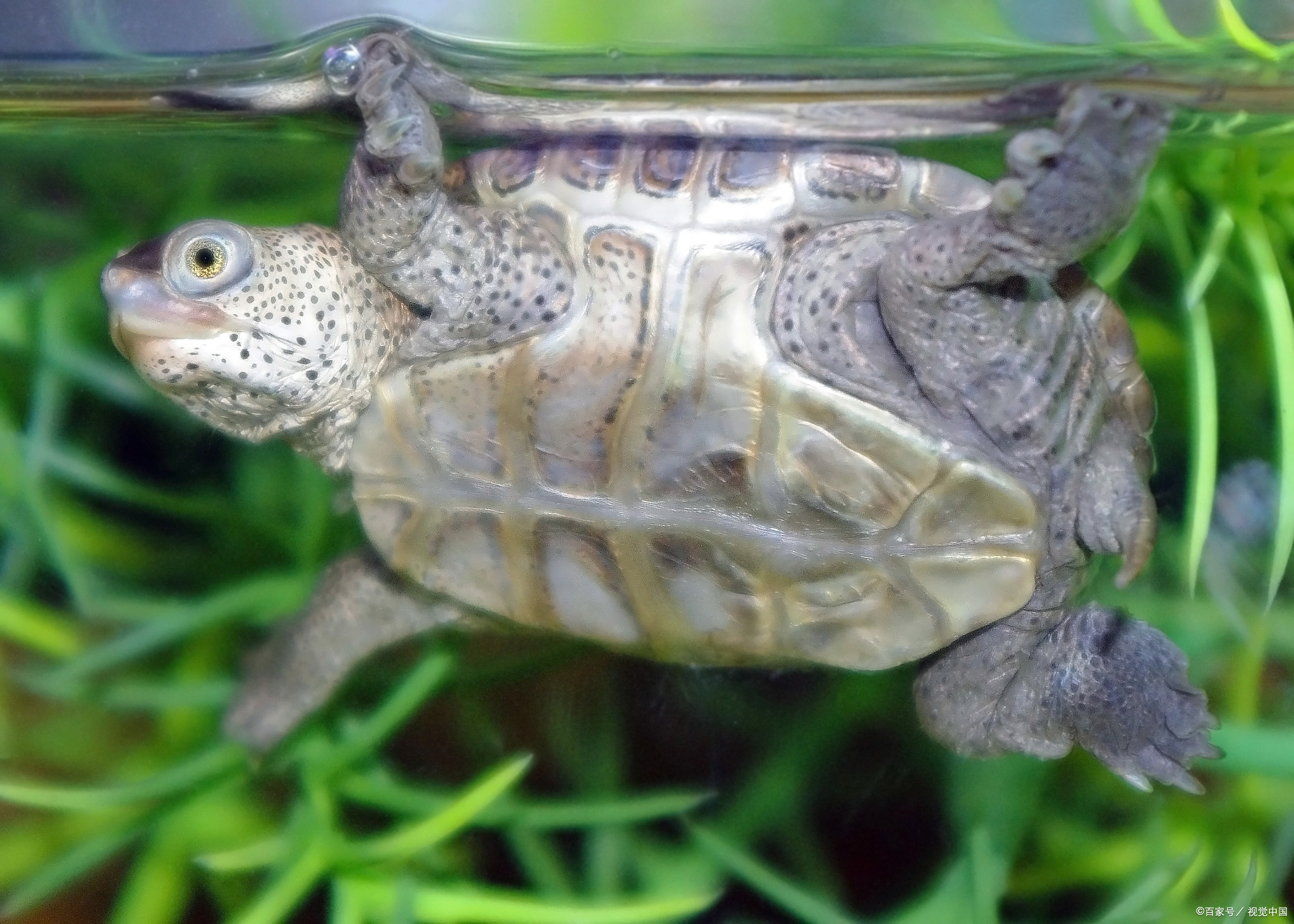 绿毛龟的毛拔下来绿毛龟会死吗?