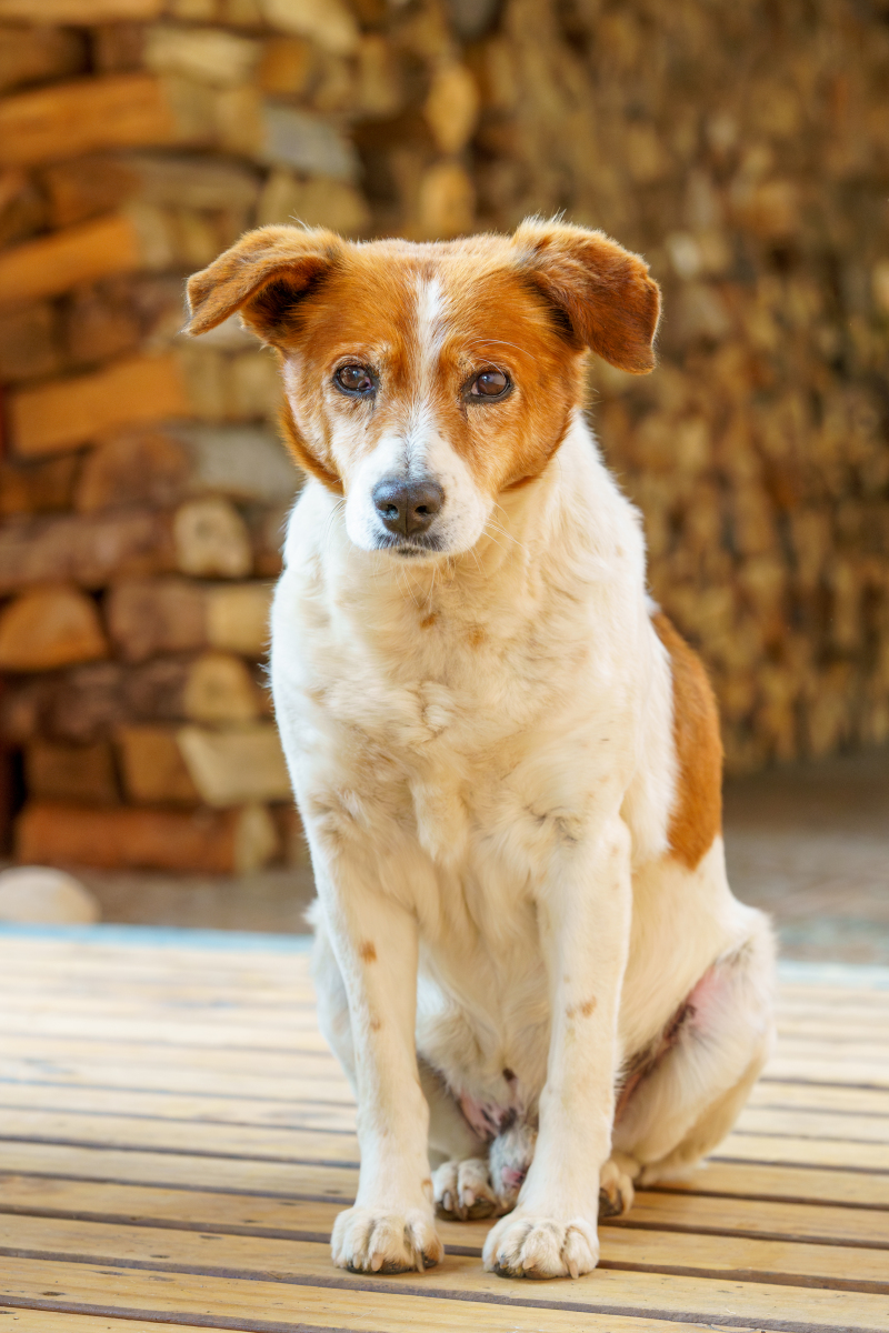 1 **进化与适应性**:狗狗作为人类最早驯化的动物之一,其祖先