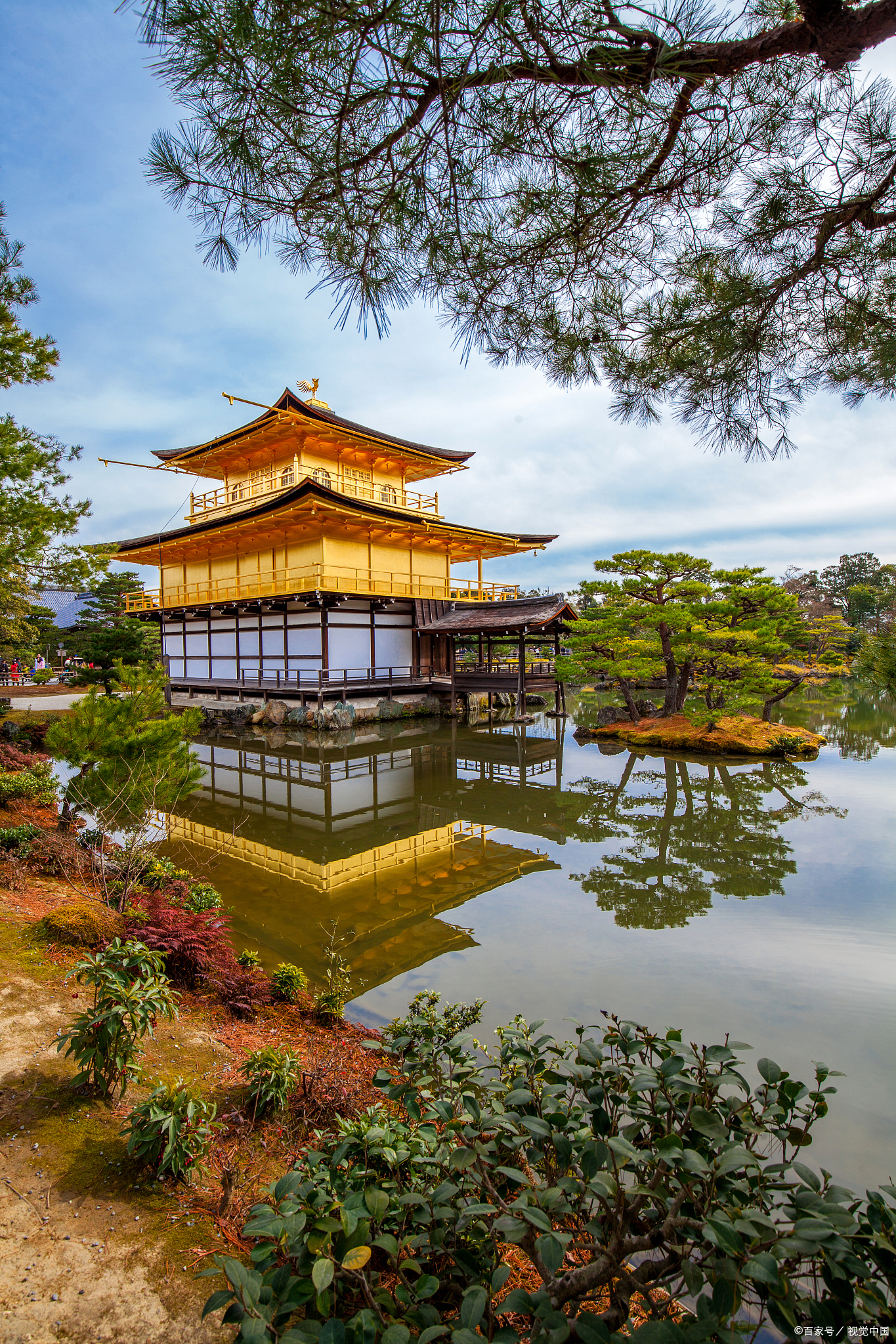 #日本漫步# 金阁寺在秋日阳光的照耀下,金色的建筑与周围的红枫形成鲜