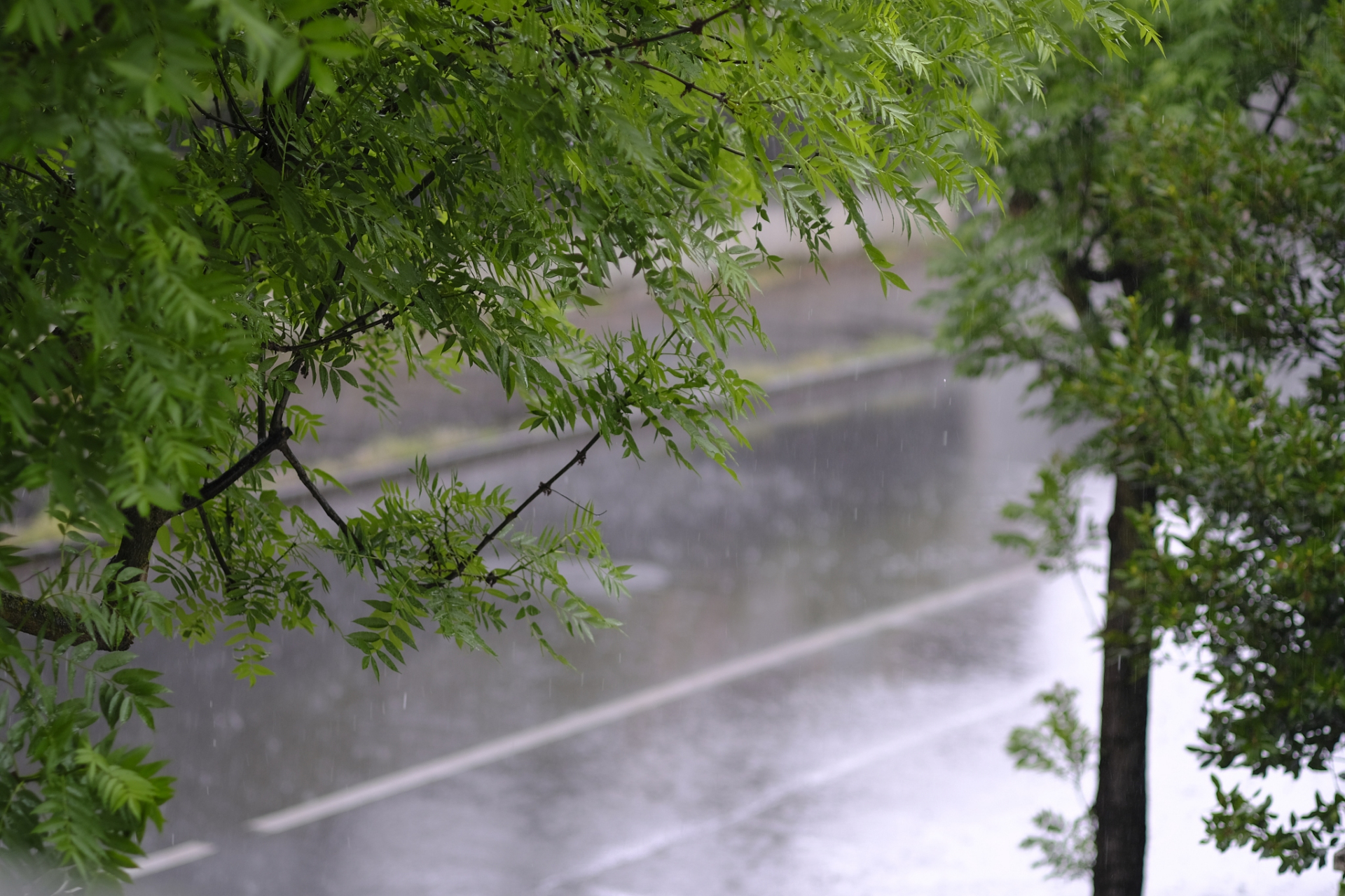 雨水滋润着大地,洗涤着心灵,让我们感受到生命的清新与美好.