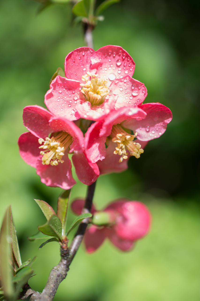 海棠花,又名:名友,蜀客,蜀锦等,是一种美丽的花卉植物,因其独特的花朵