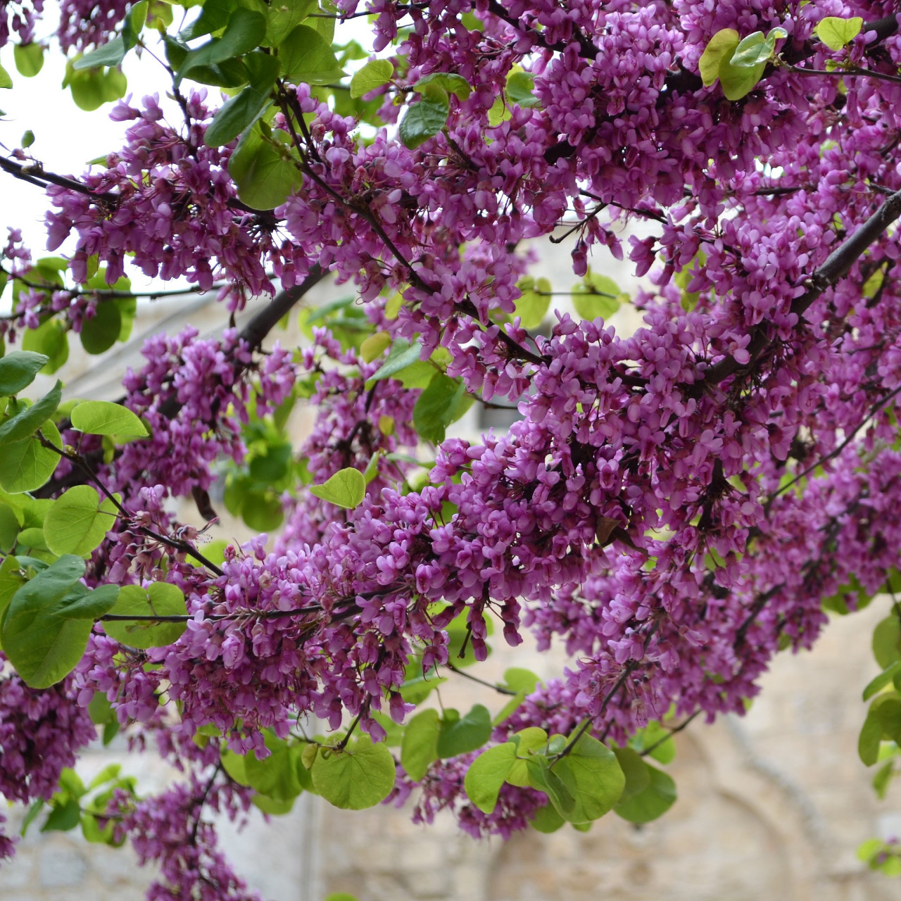 跨年创作挑战赛# 紫薇花树是一种美丽的观赏植物,它的花朵色彩鲜艳