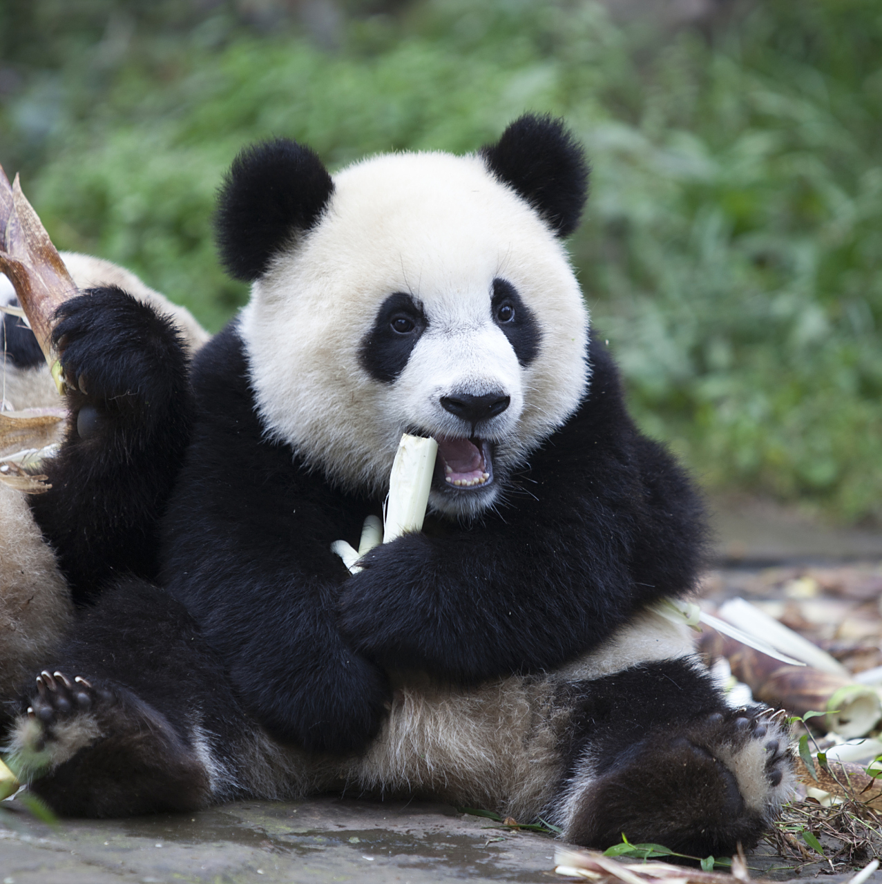 这个圆圆脸,尖尖耳,"面包圈"一样的大尾巴的小家伙,简直就是萌态可掬