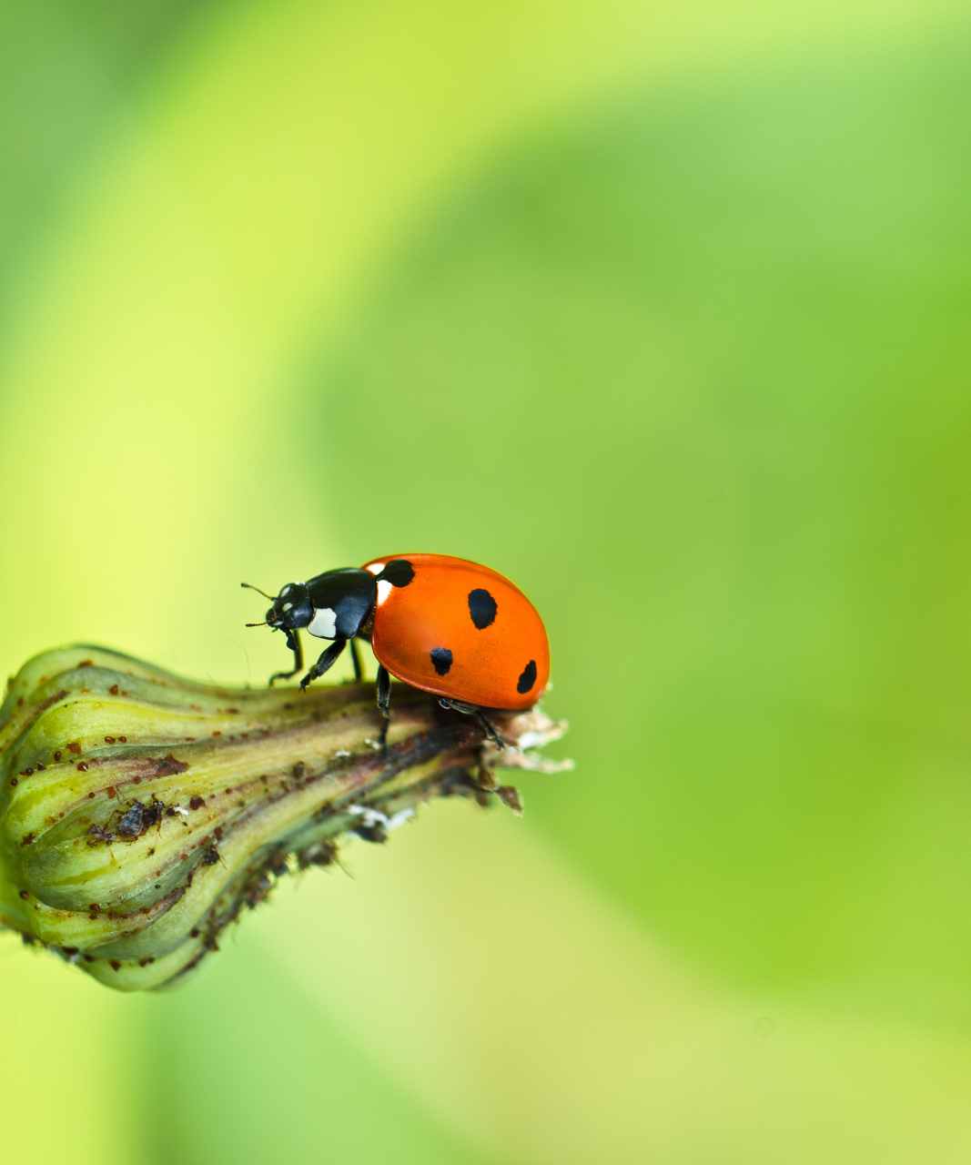 瓢虫在一些植物上寄生,吃掉叶绿素,对植物造成伤害