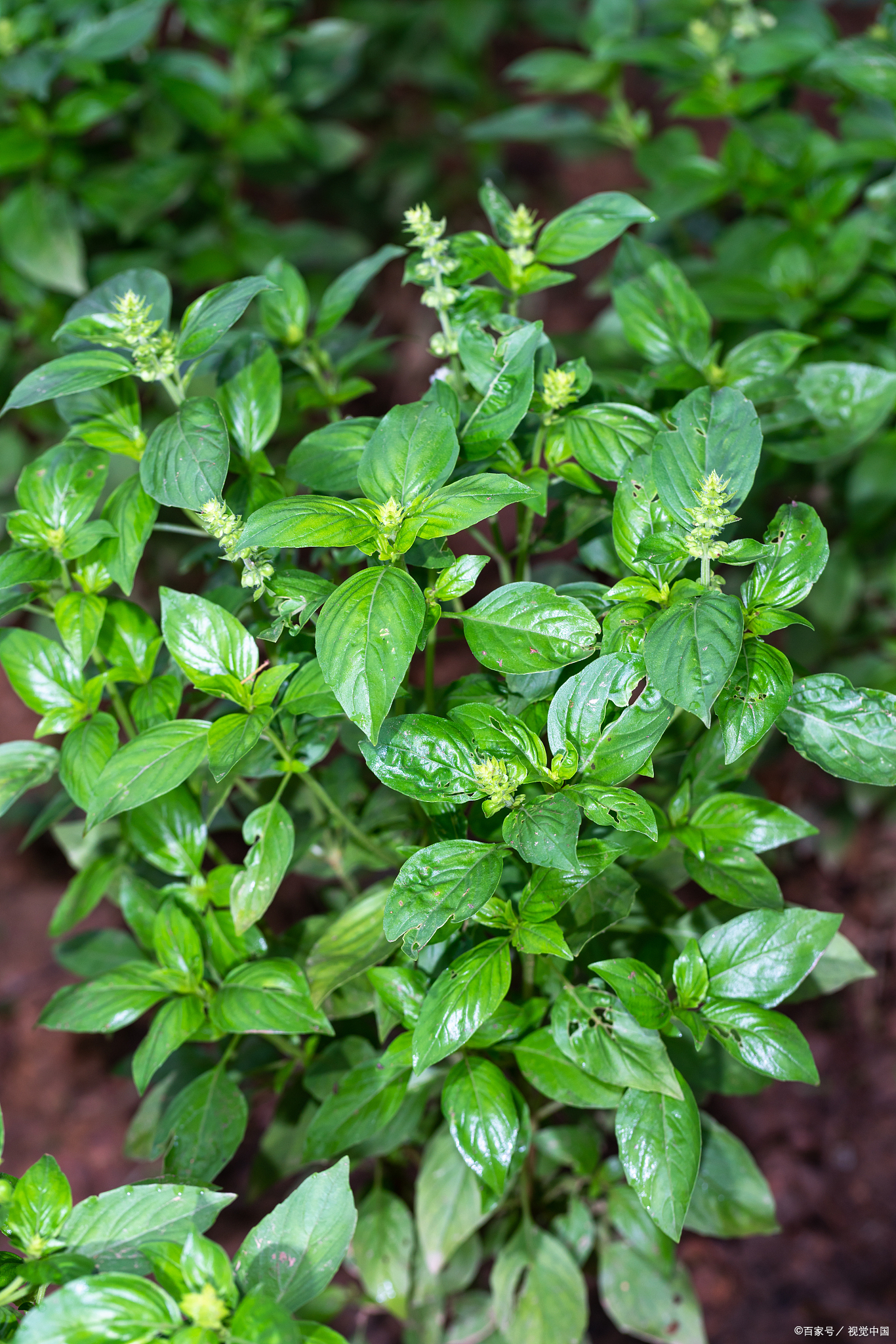 穿心莲,是治什么病用最好?