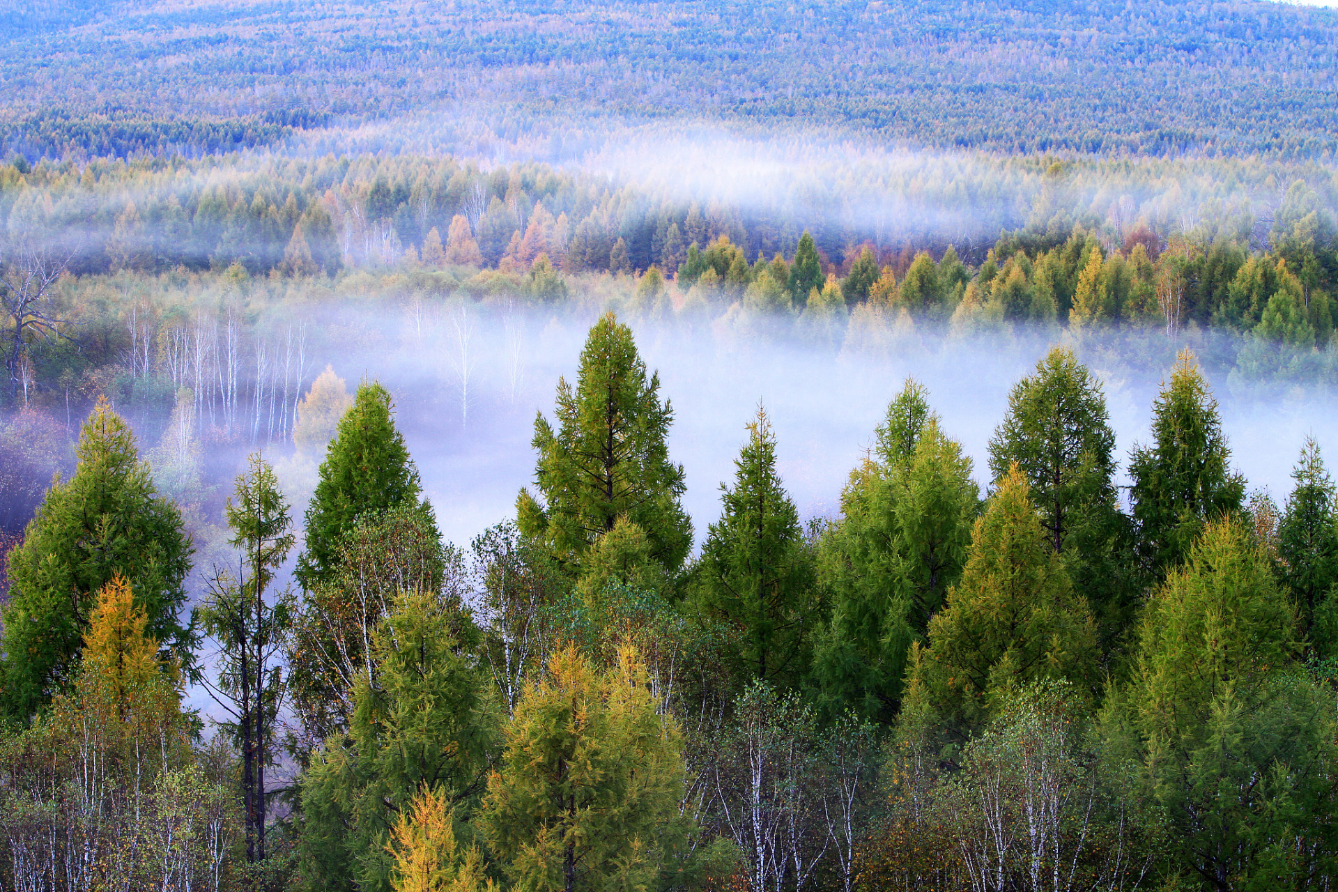 大森林不仅为我们奉献了宝贵的资源,更为我们展现了无比壮丽的春天