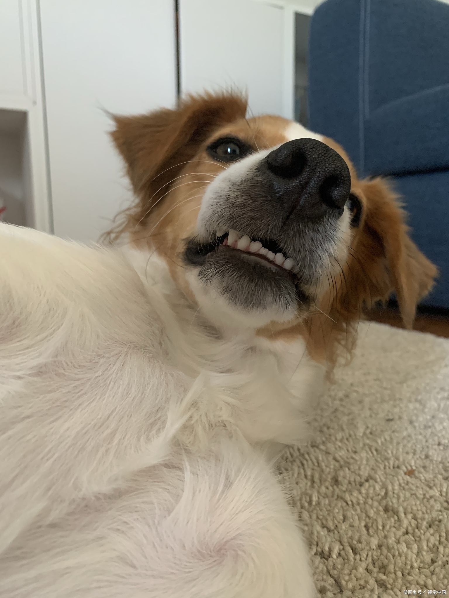 狗被惊吓会自愈吗?