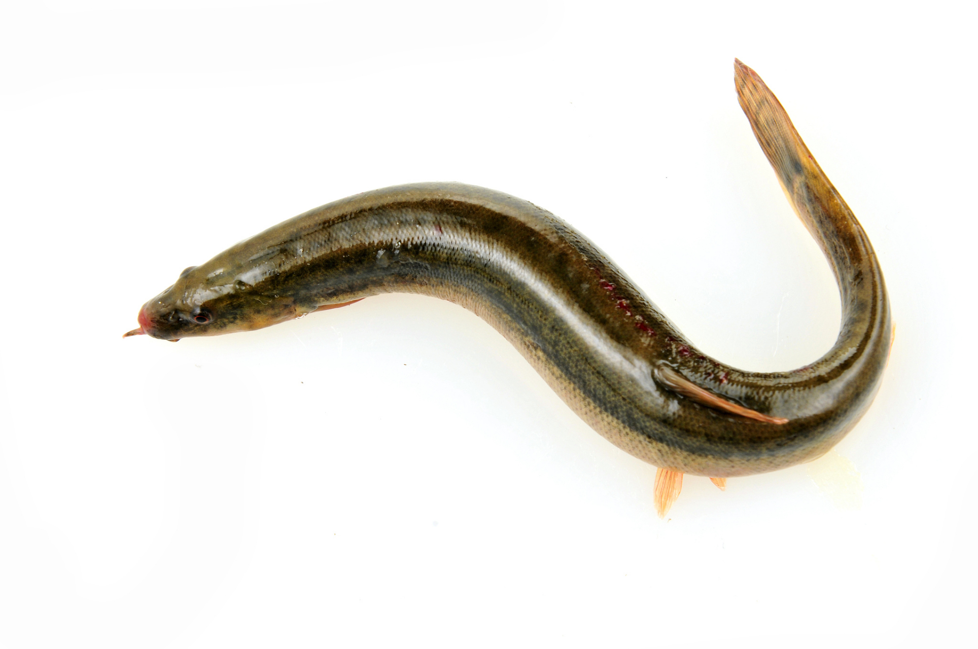 [原文:泥鳅怎么养在