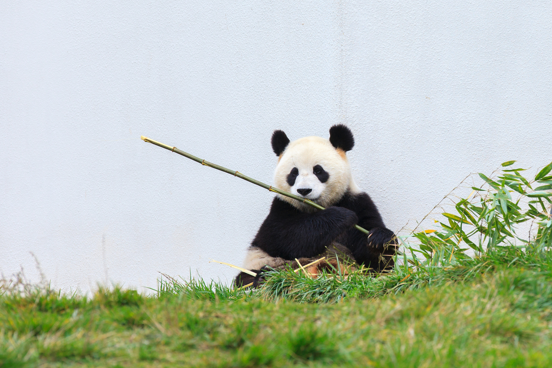 悦己频道打卡挑战赛#  你发现没有, 熊猫在吃竹笋的时候, 它不会胡思