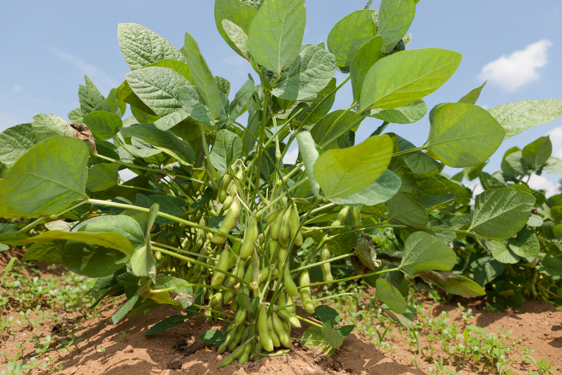 雨季来袭,田间积水成了农作物生长的难题.