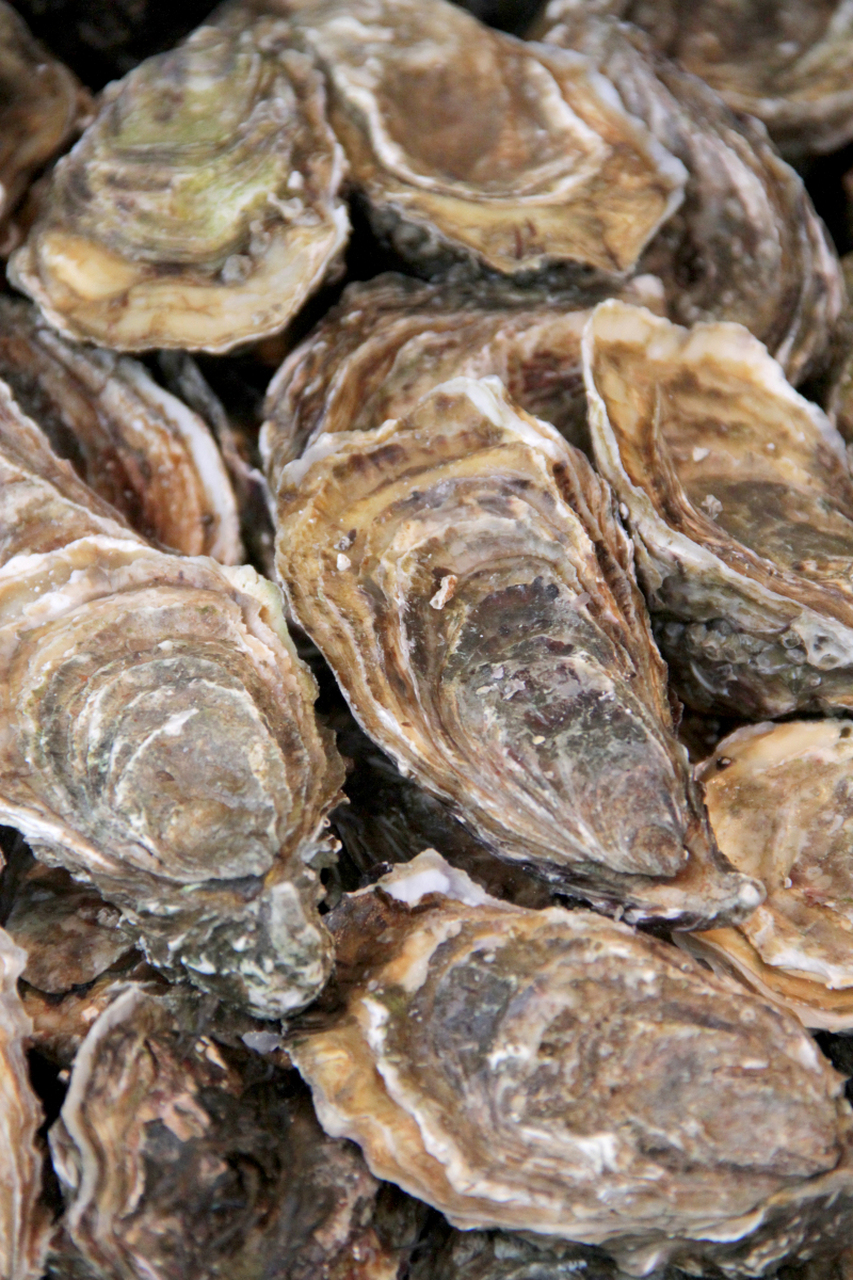 [原文:牡蛎和生蚝是究竟是不是同.