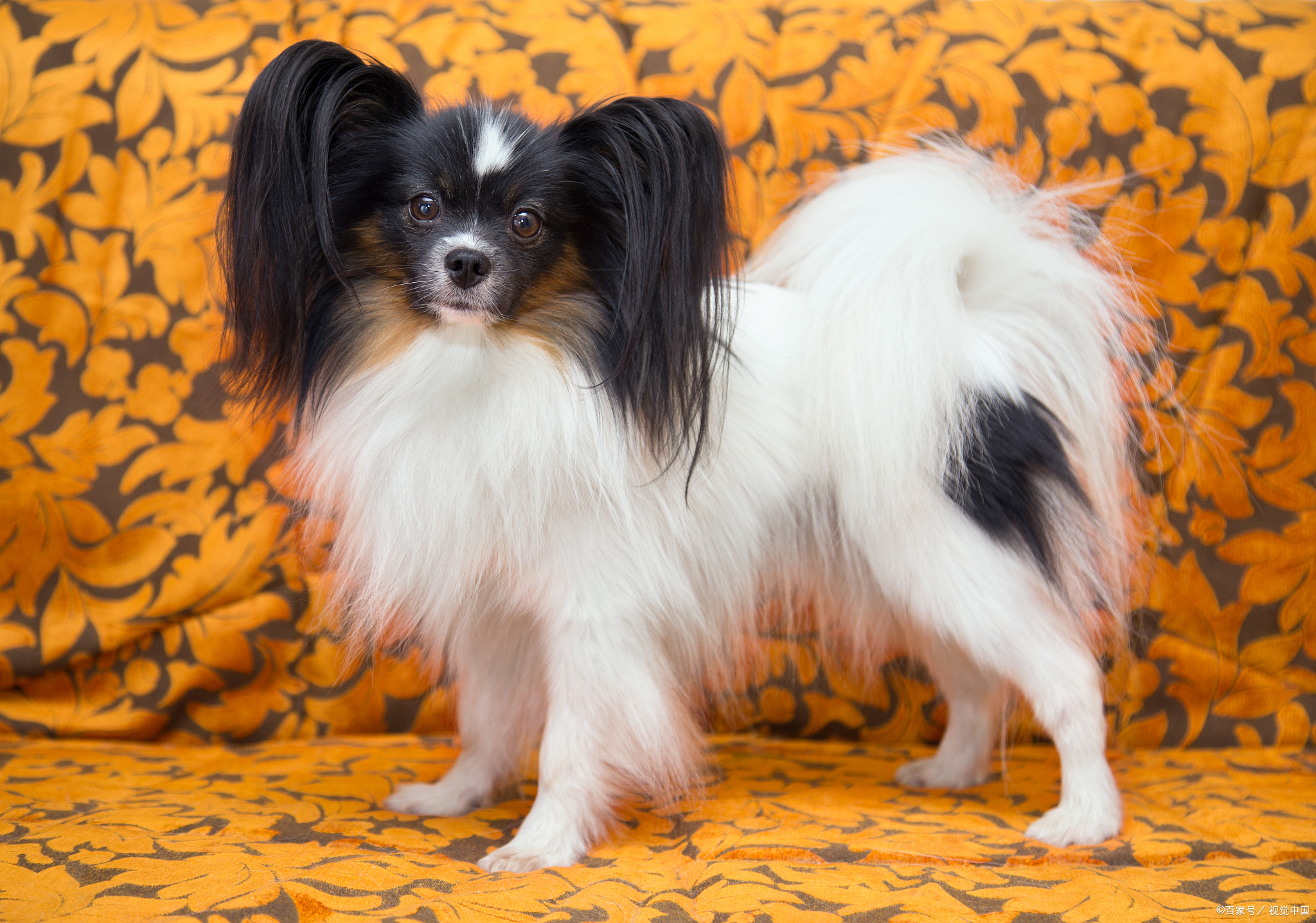 蝴蝶犬:优雅小精灵,你了解它的独特魅力吗?