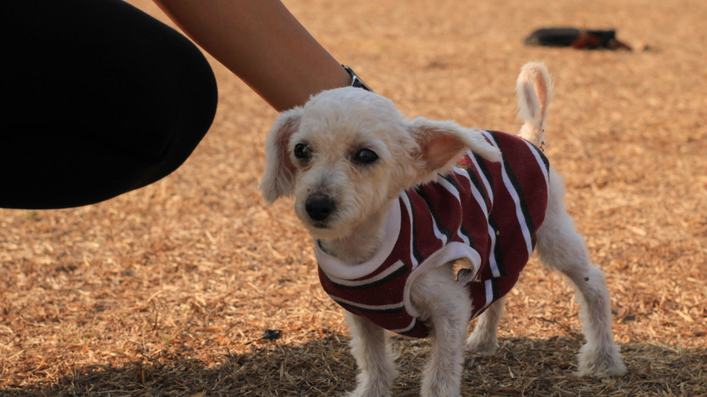 商店店员被曝当街用开水烫杀狗,爱狗人士愤怒抗议.