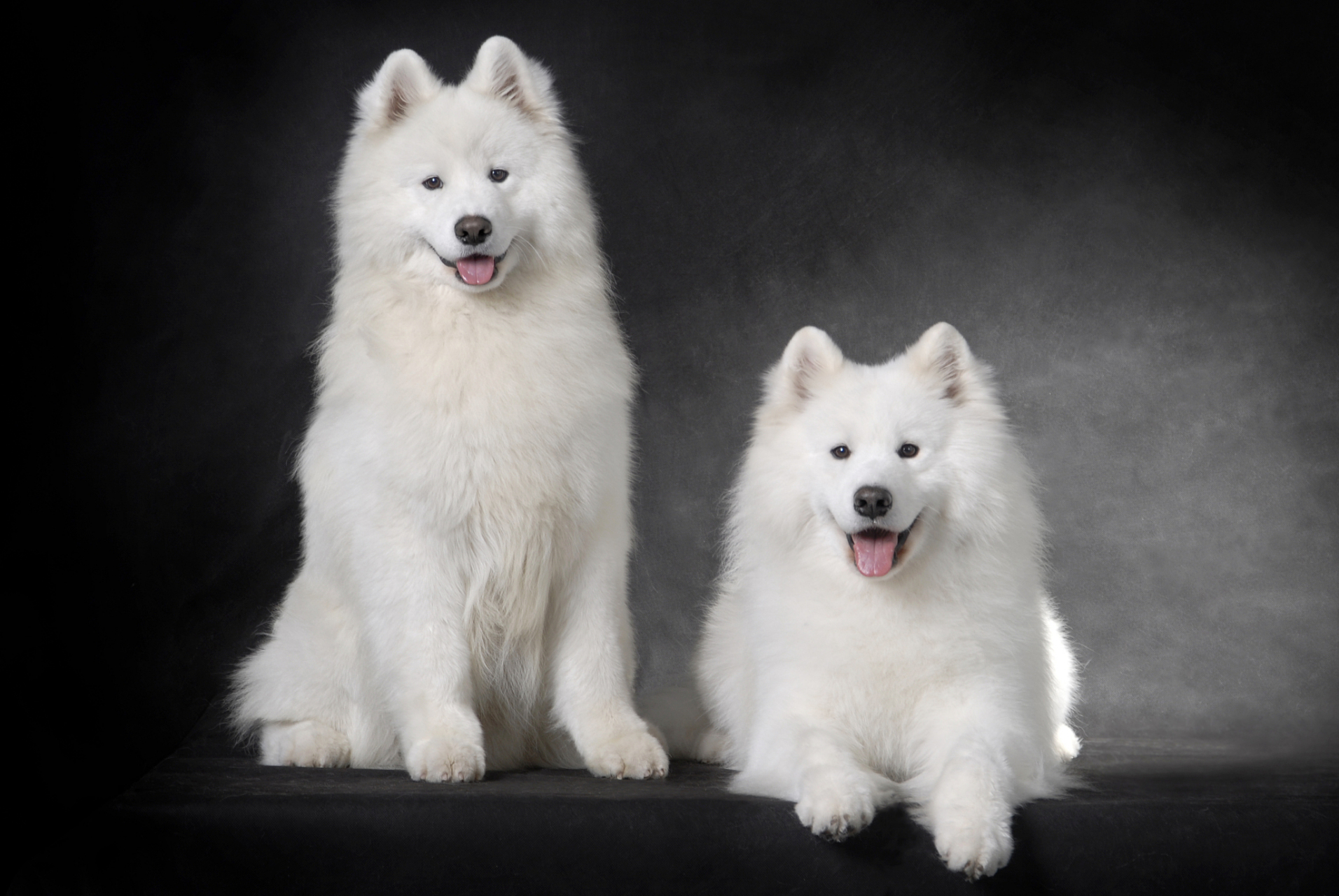 秋日生活创作季# 雪橇犬萨摩耶是一种强壮而美丽的犬种,通常被人们